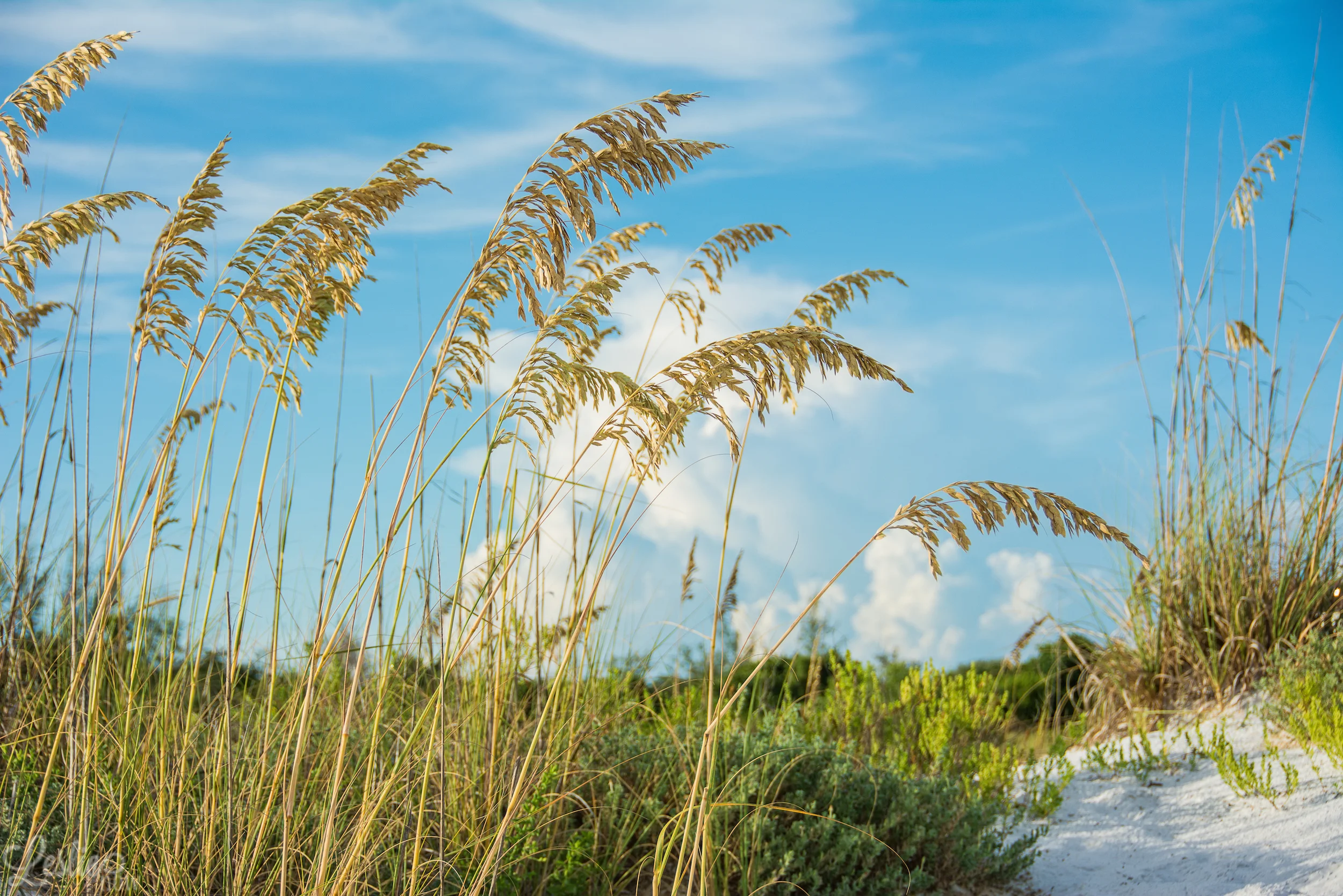 By the Path to the Sea
