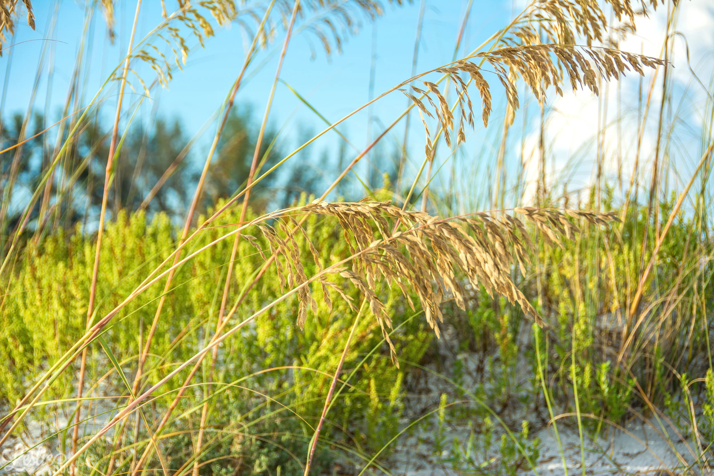 Sea Oats in Green