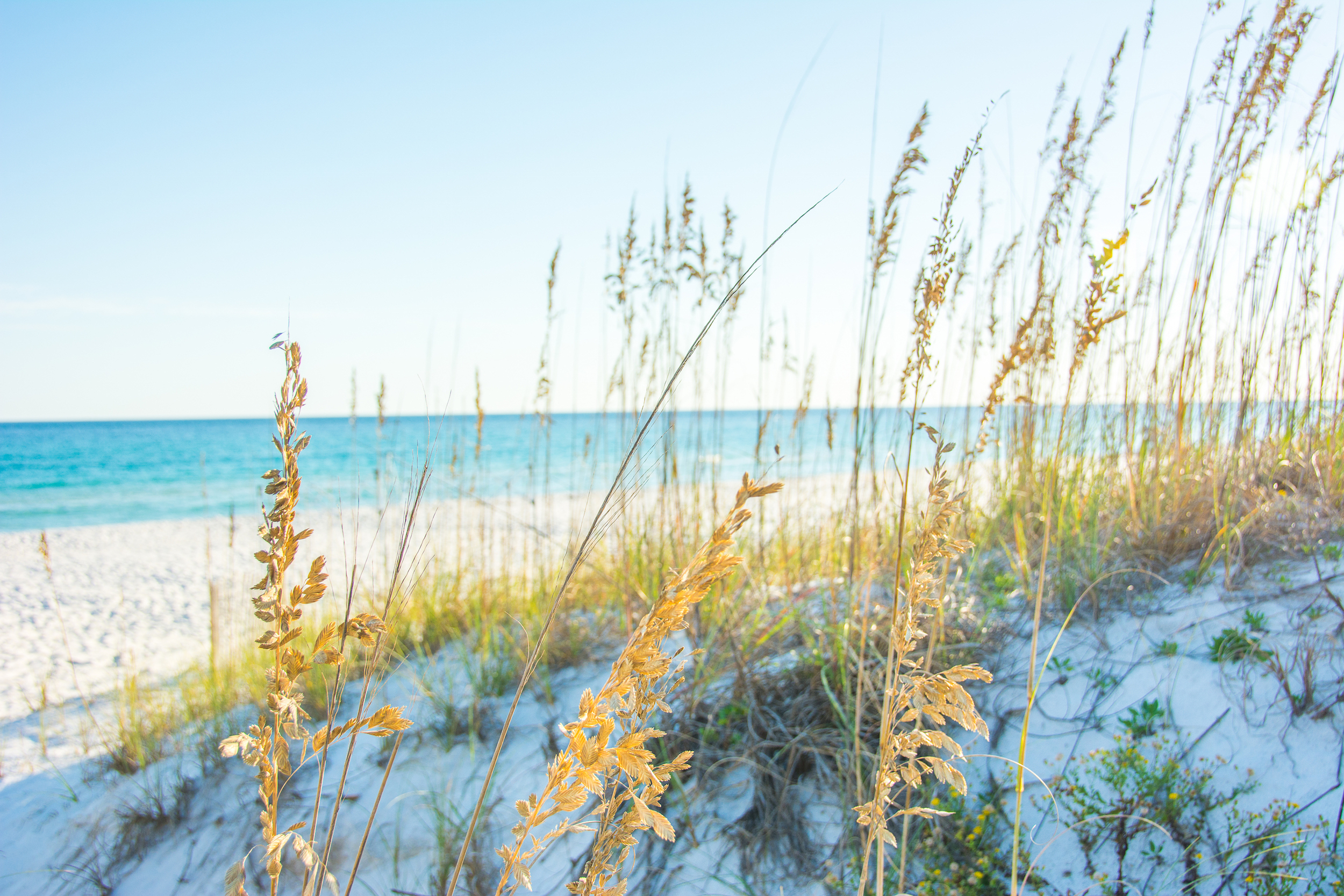 Sunrays on Sea Oats