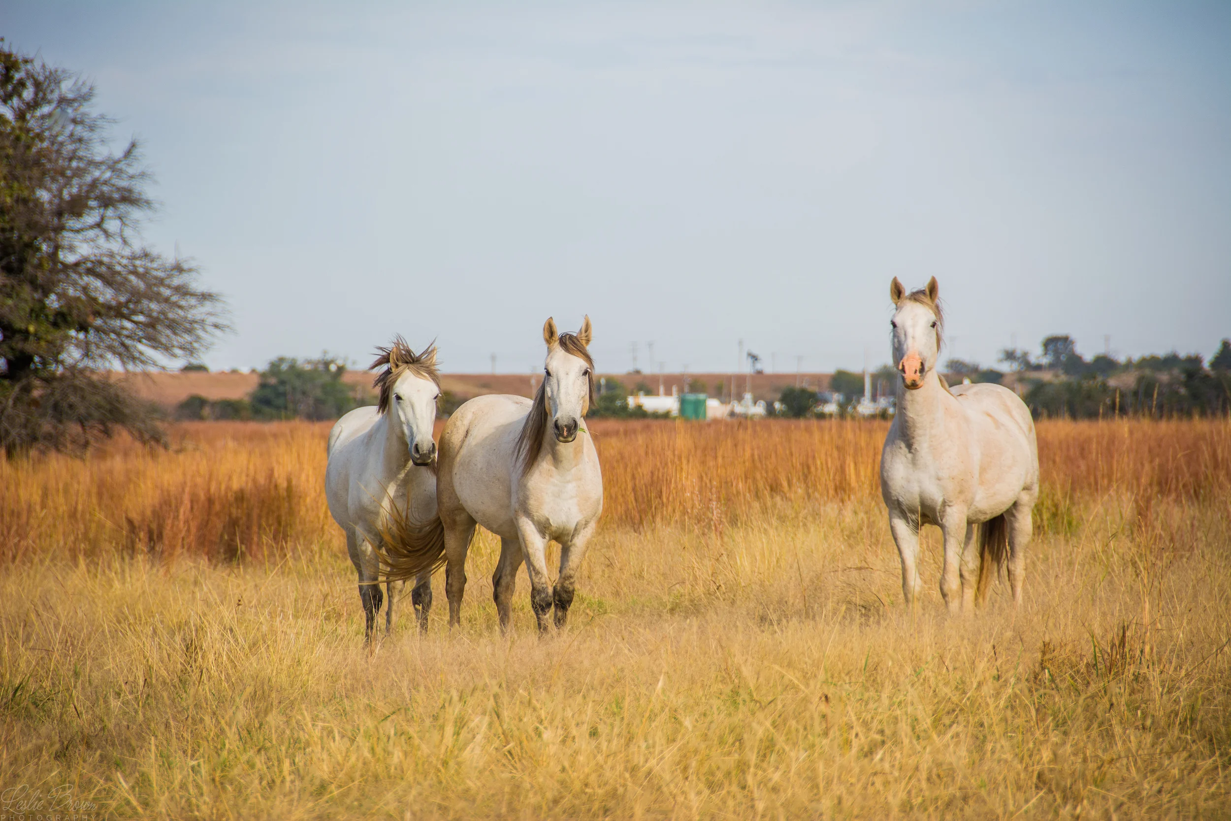 WildMustangs-4.jpg