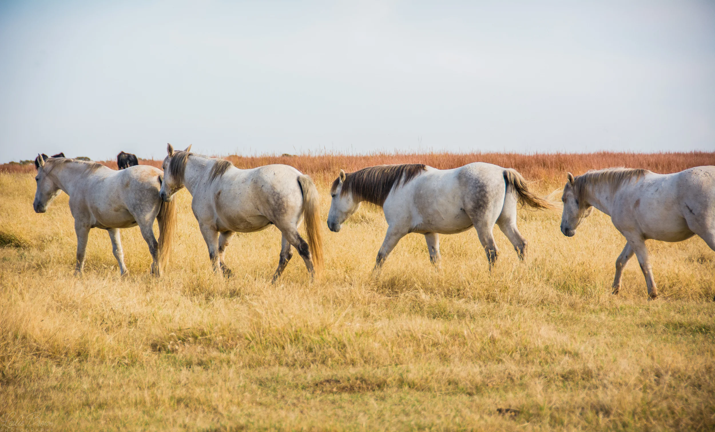 WildMustangs-8.jpg