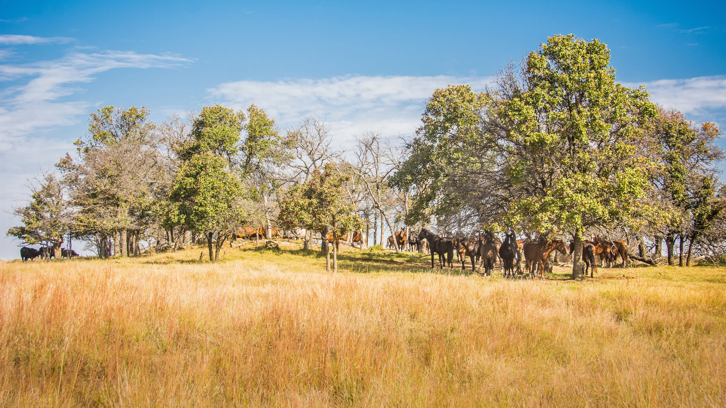 WildMustangs-9.jpg