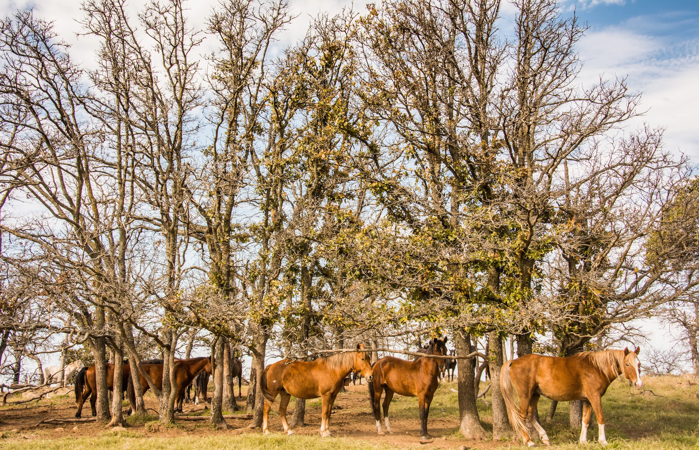 WildMustangs-14.jpg