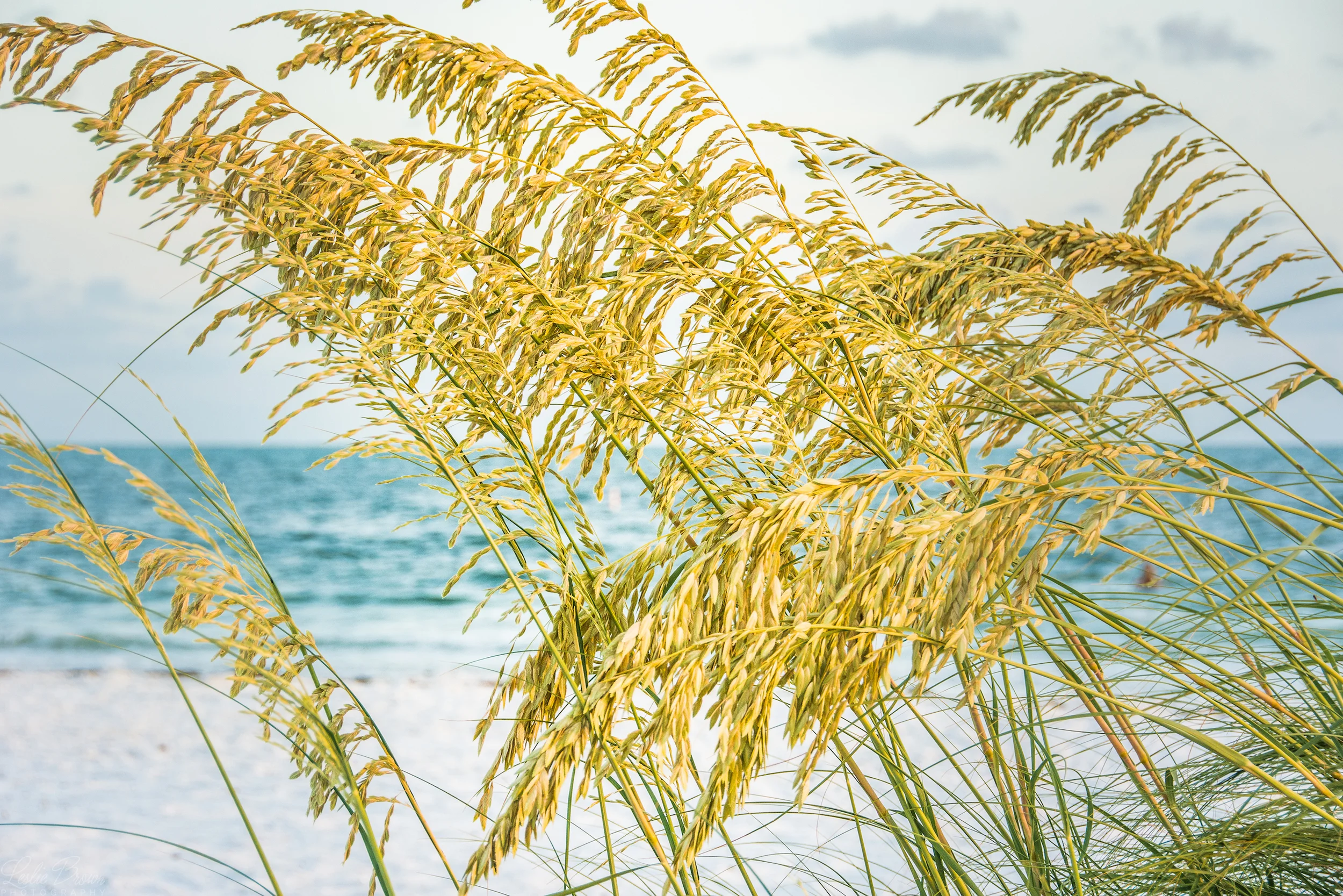 Seaoats.jpg