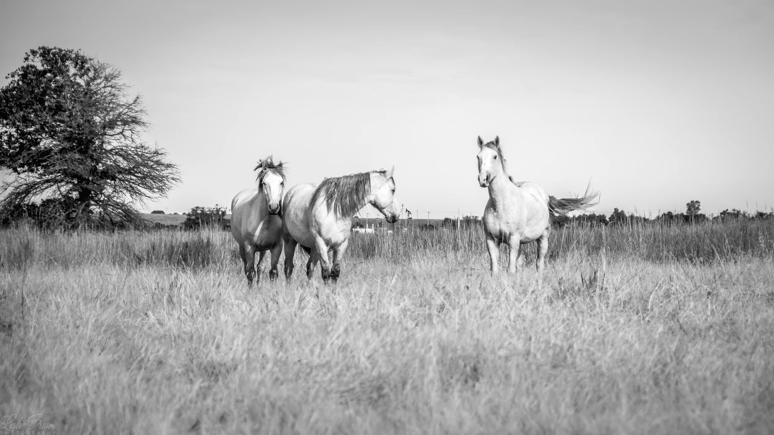 3WhiteHorsesBW.jpg