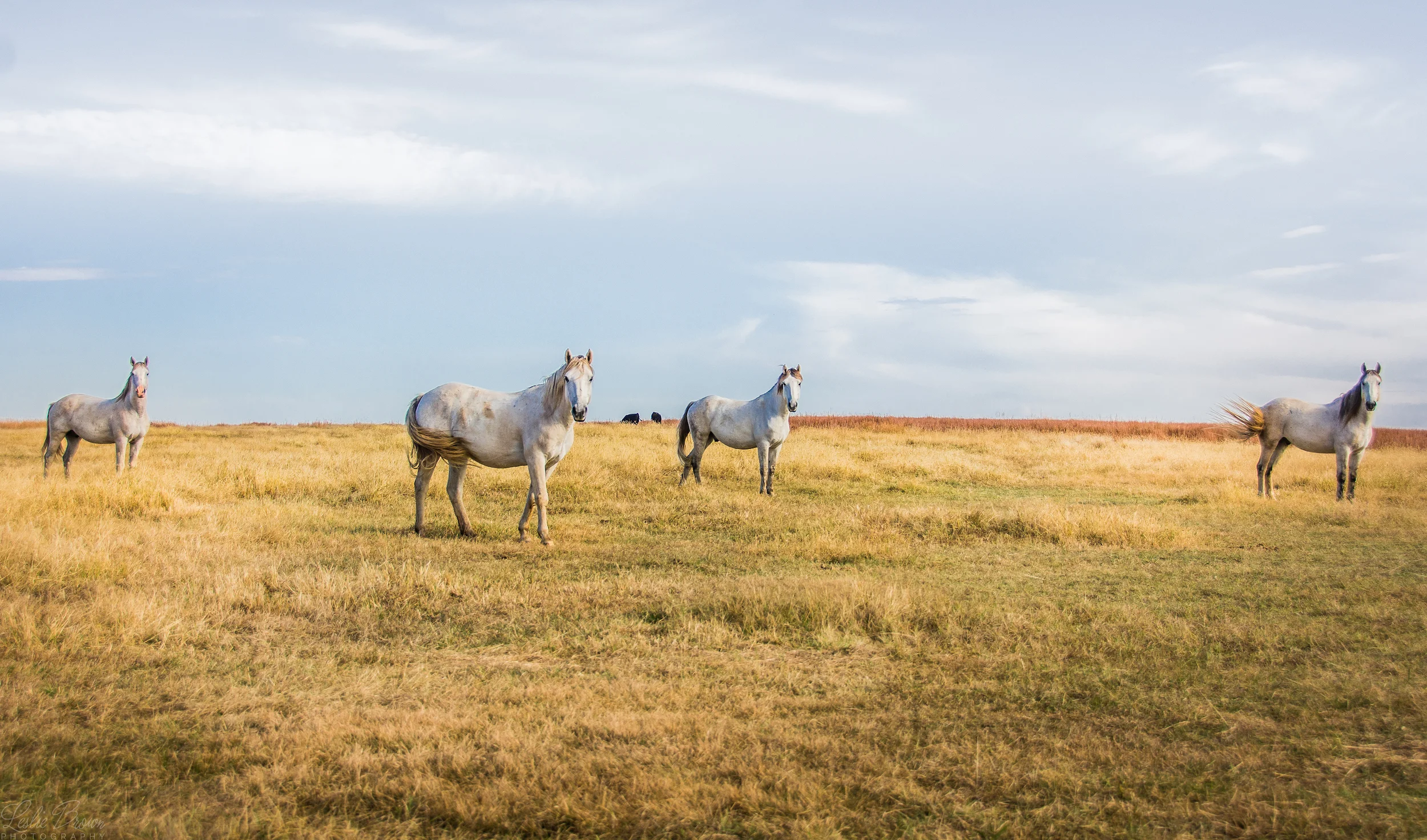 4Horses.jpg