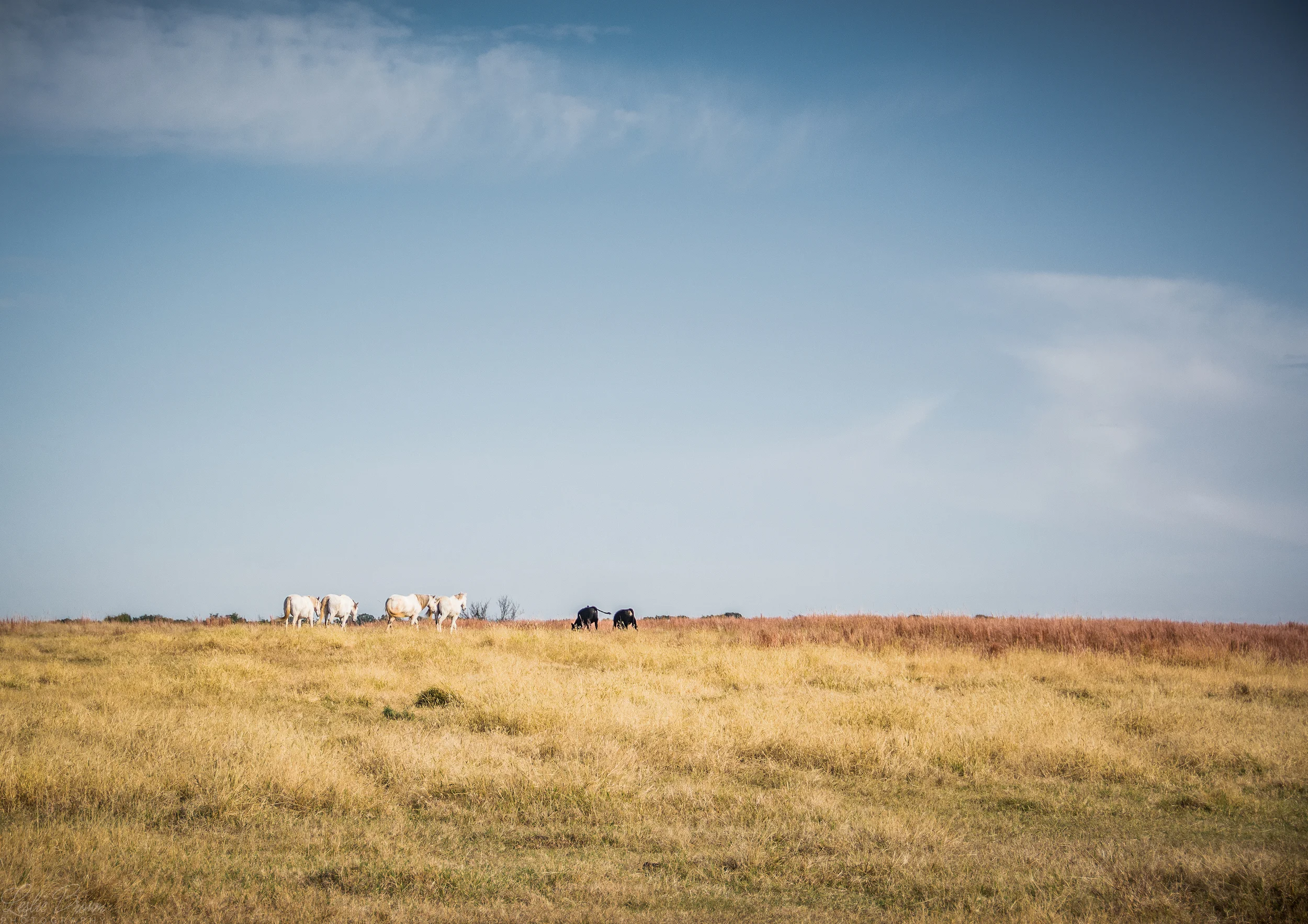 Cows Horses and Sky, Oh My
