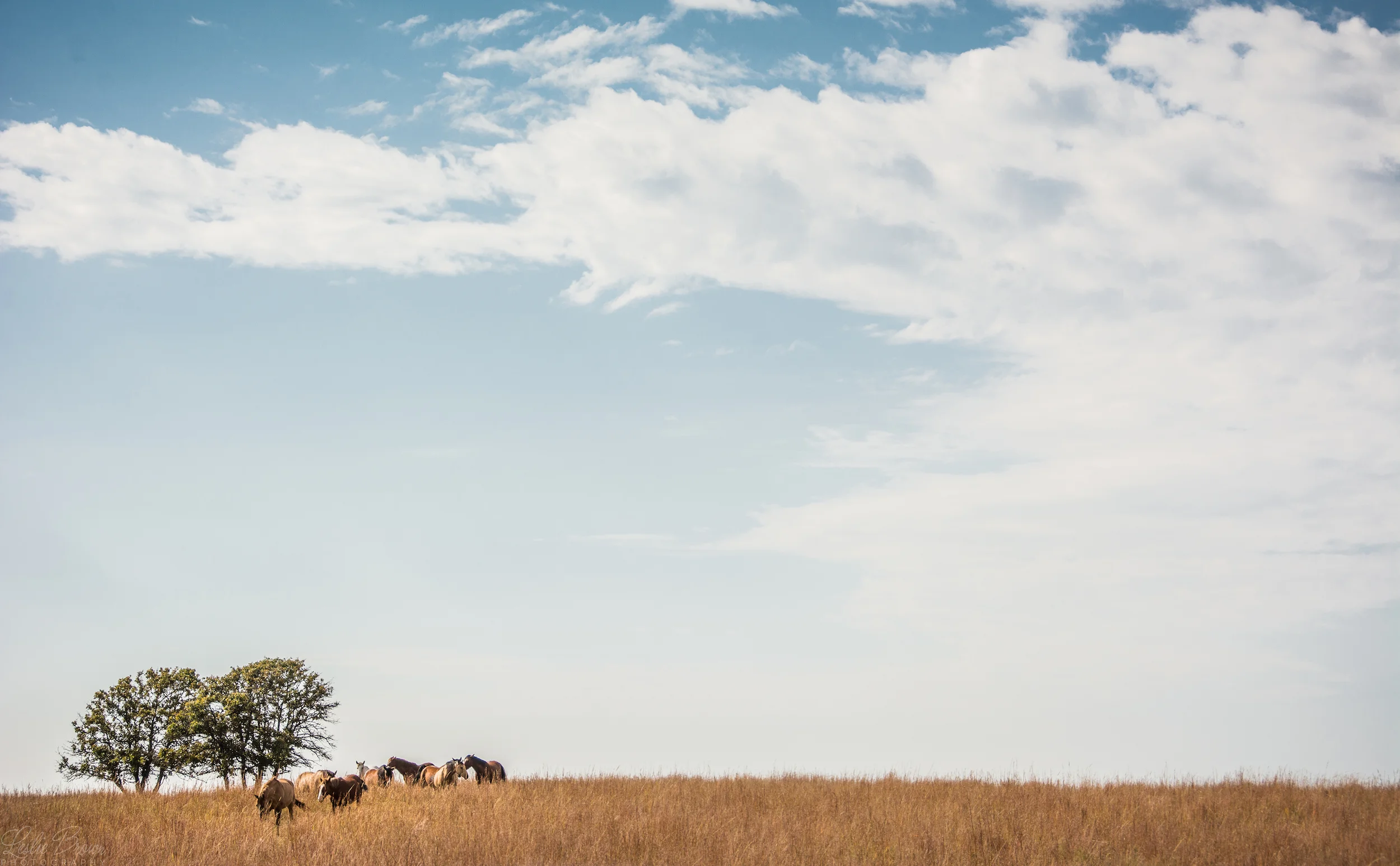 CowsHorsesOK-2_web.jpg