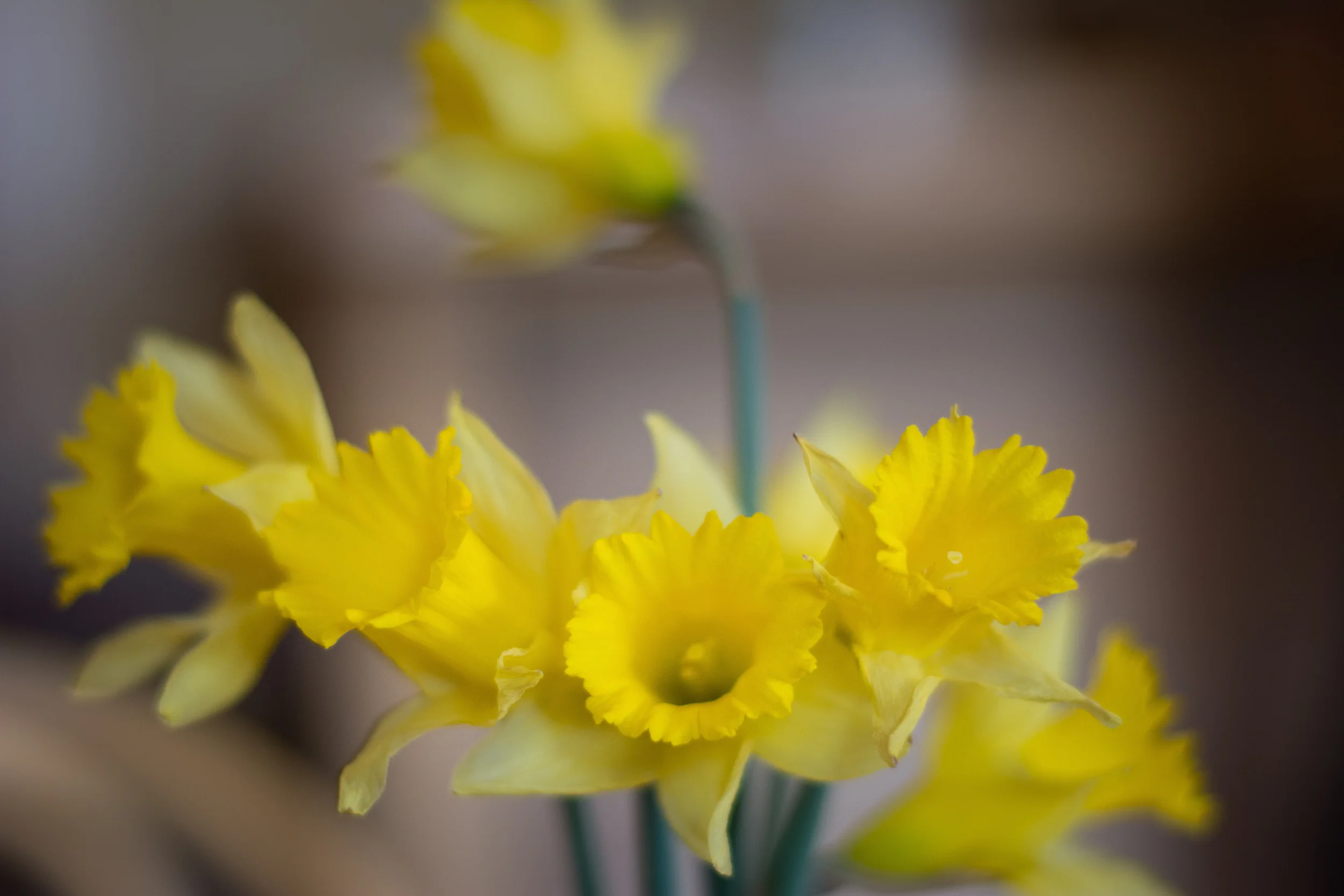 Daffodils-5957.jpg
