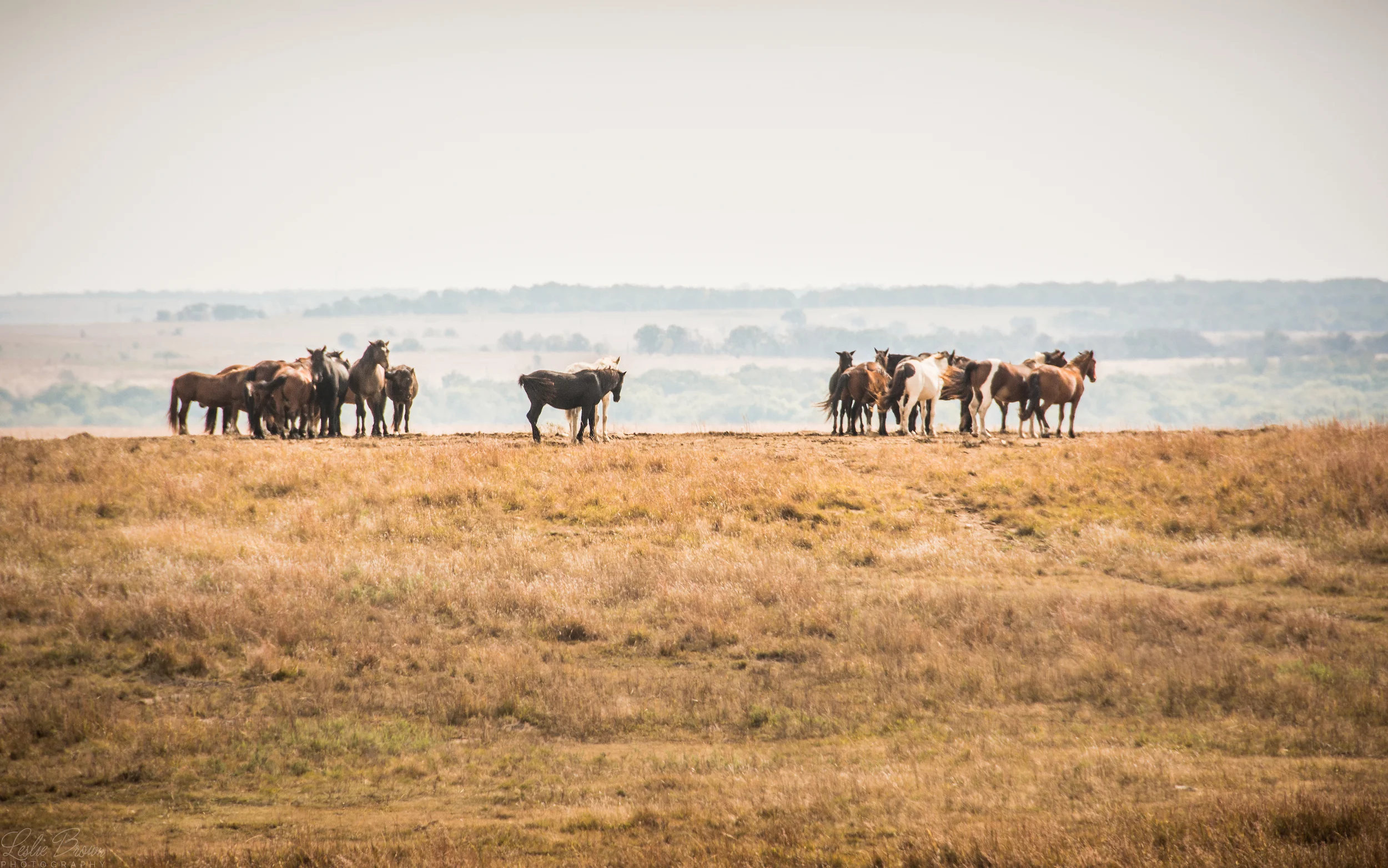 Mustangs-3.jpg