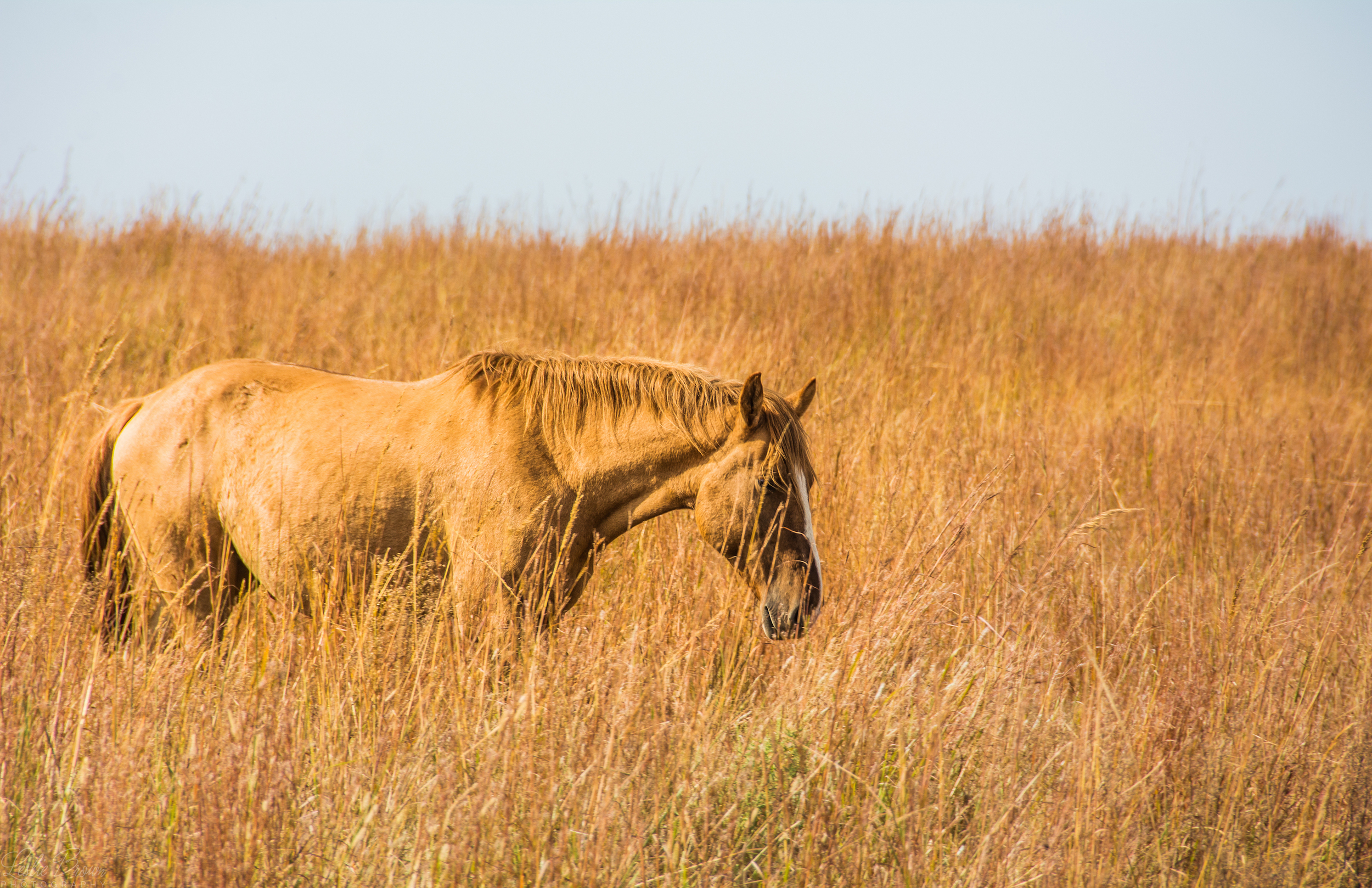 WildMustangs-3.jpg
