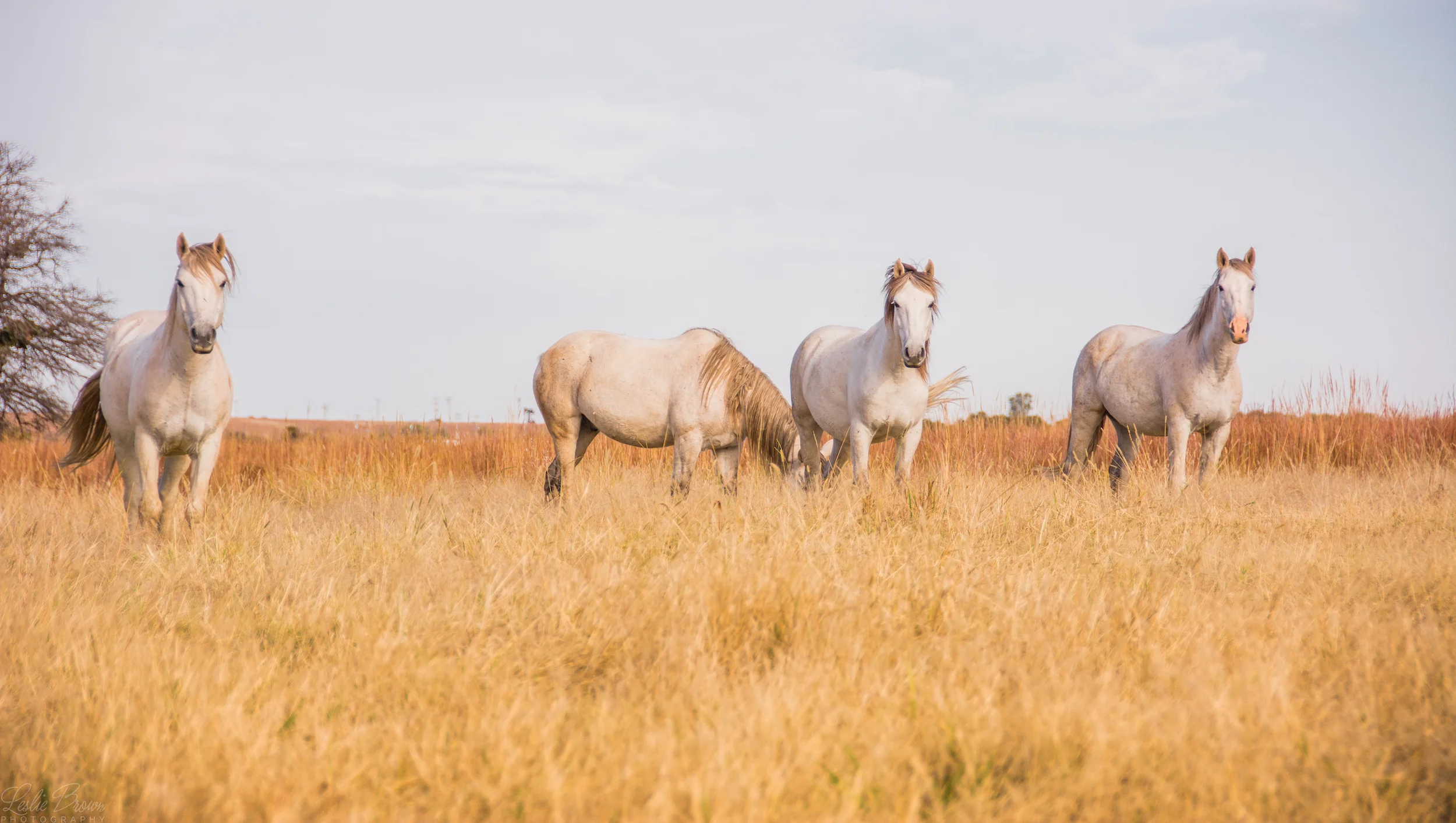 WildMustangs-5.jpg
