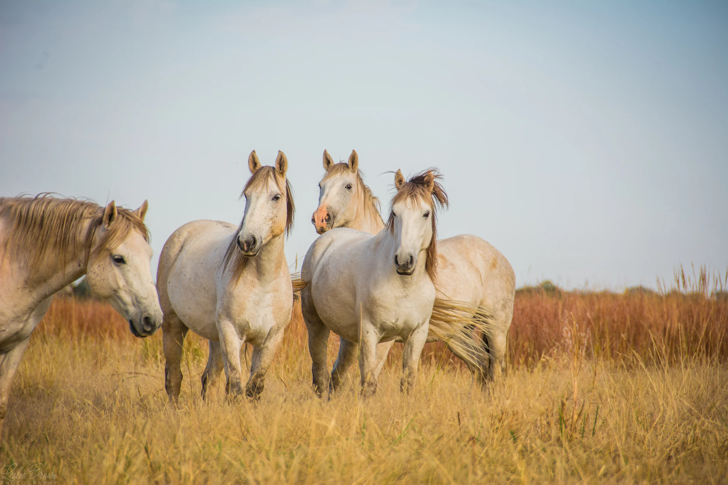WildMustangs-7.jpg