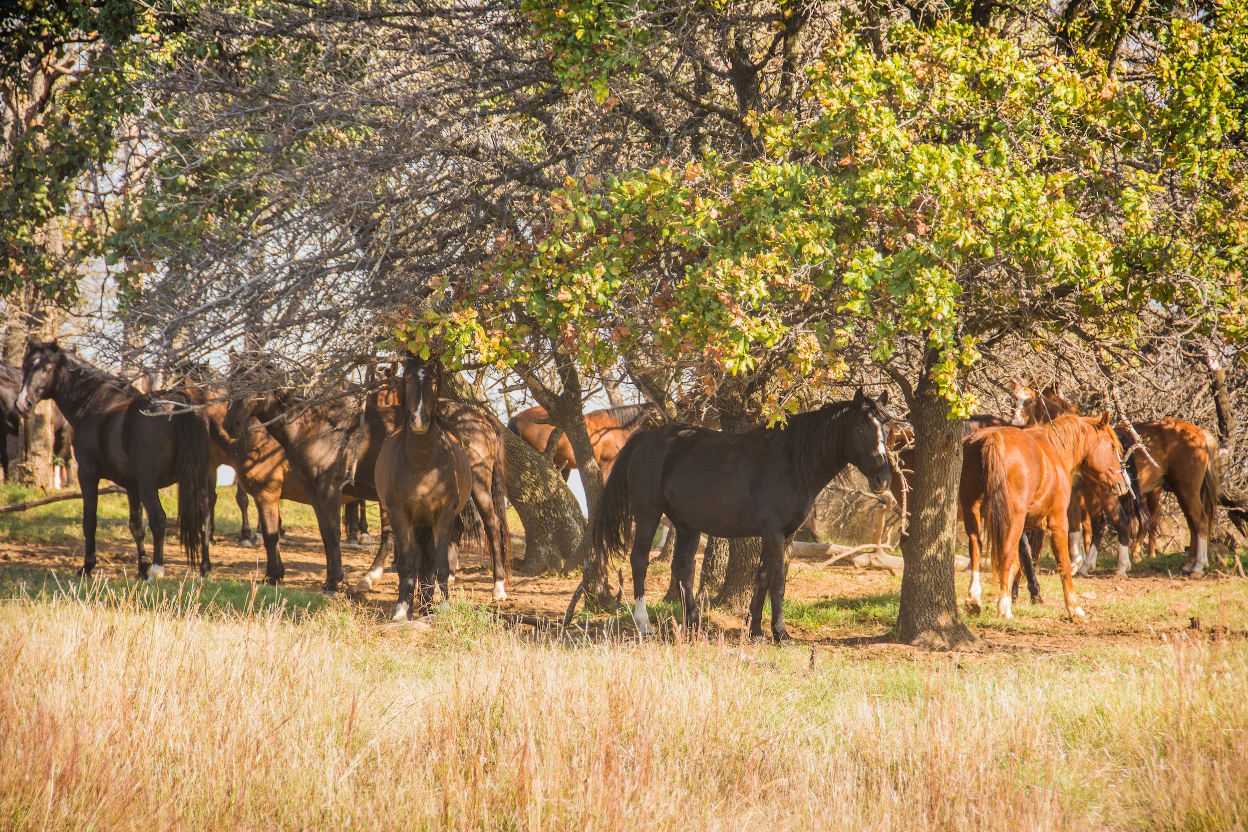 WildMustangs-10.jpg