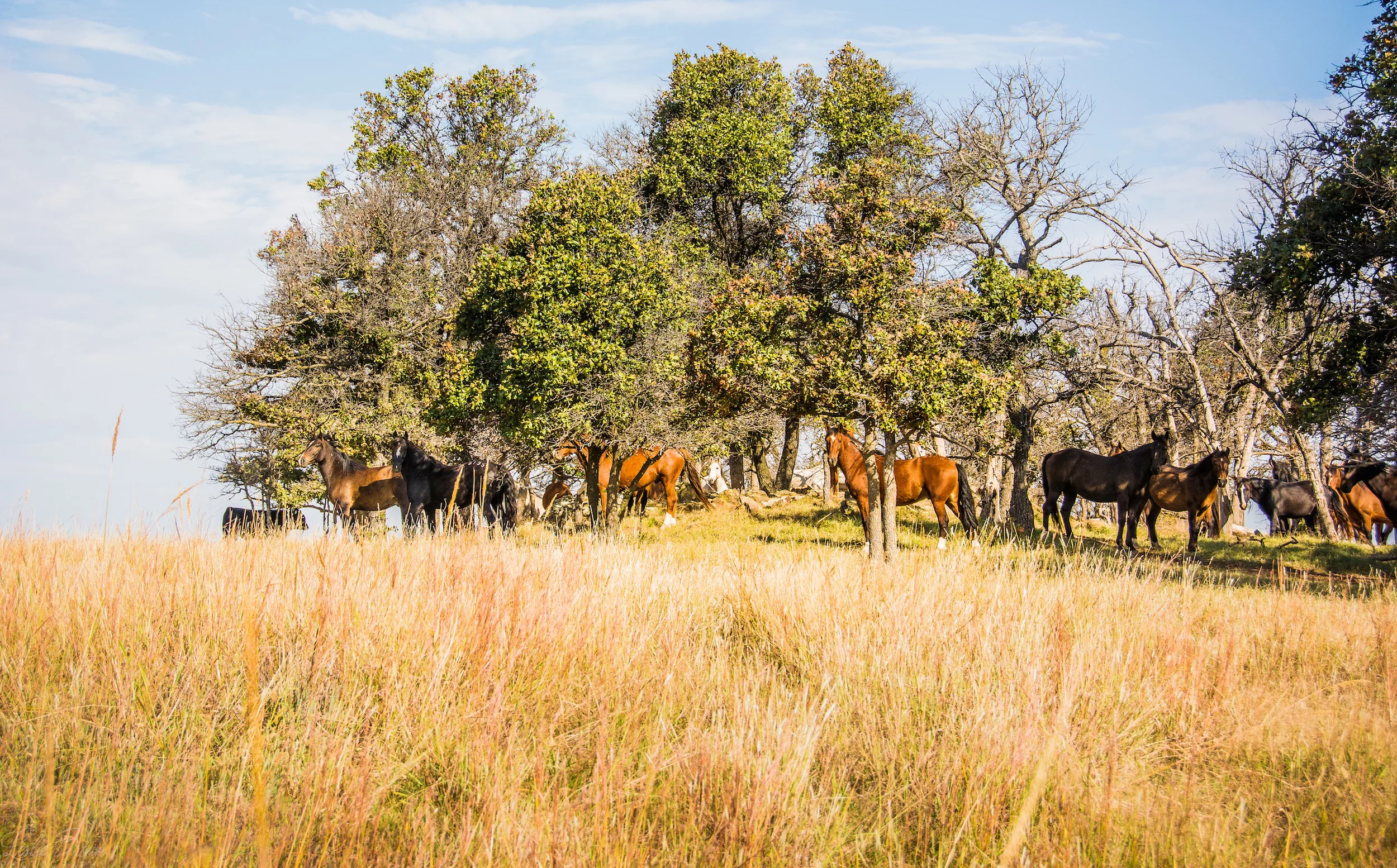 WildMustangs-11.jpg