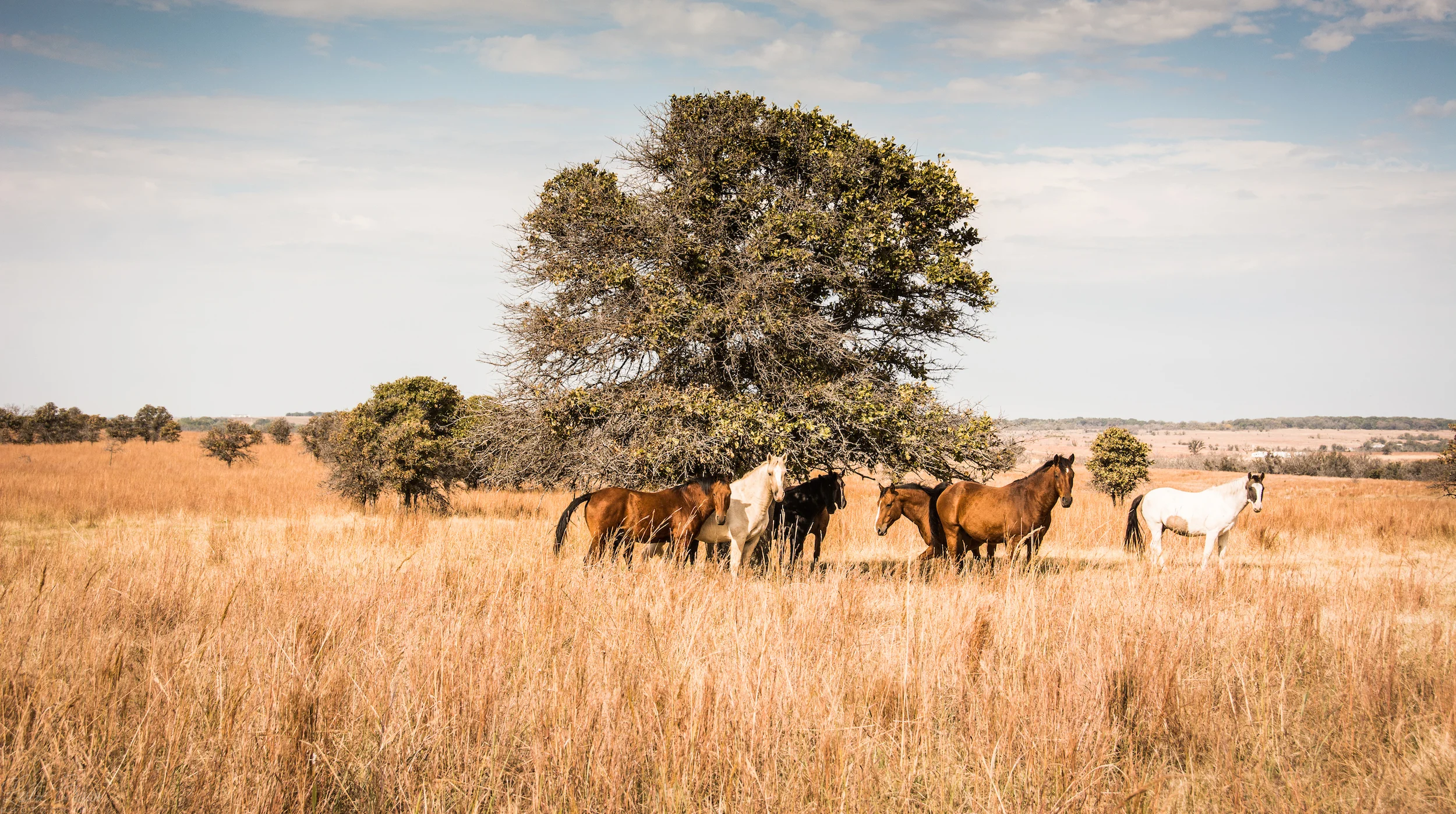 WildMustangs-15.jpg