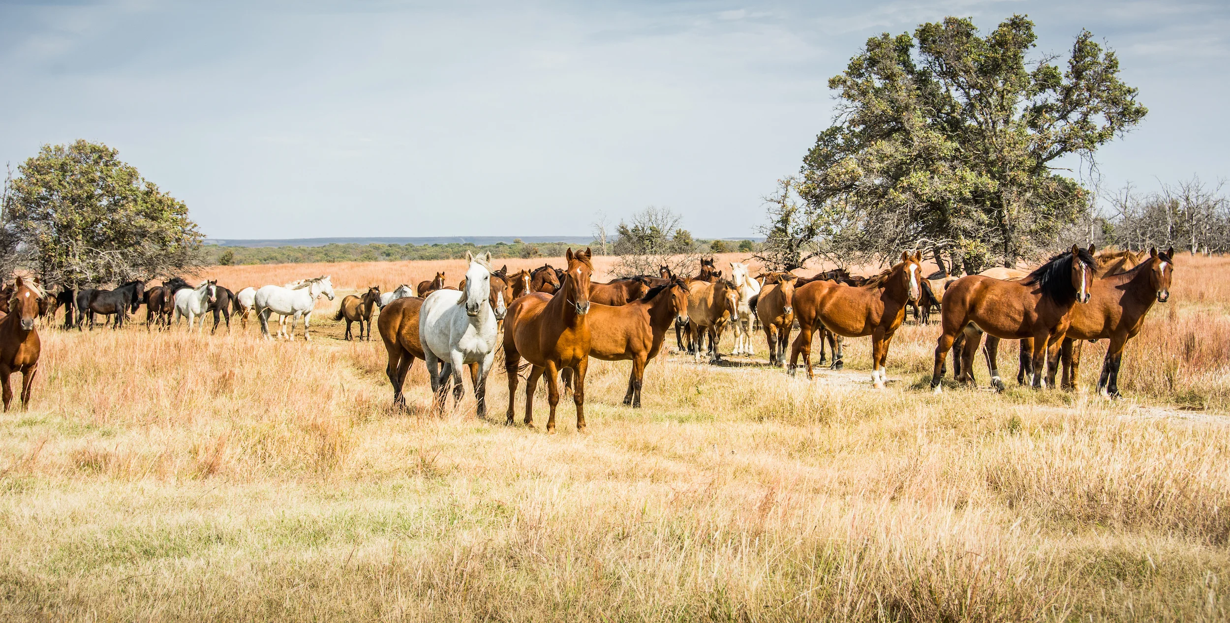 WildMustangs-17.jpg