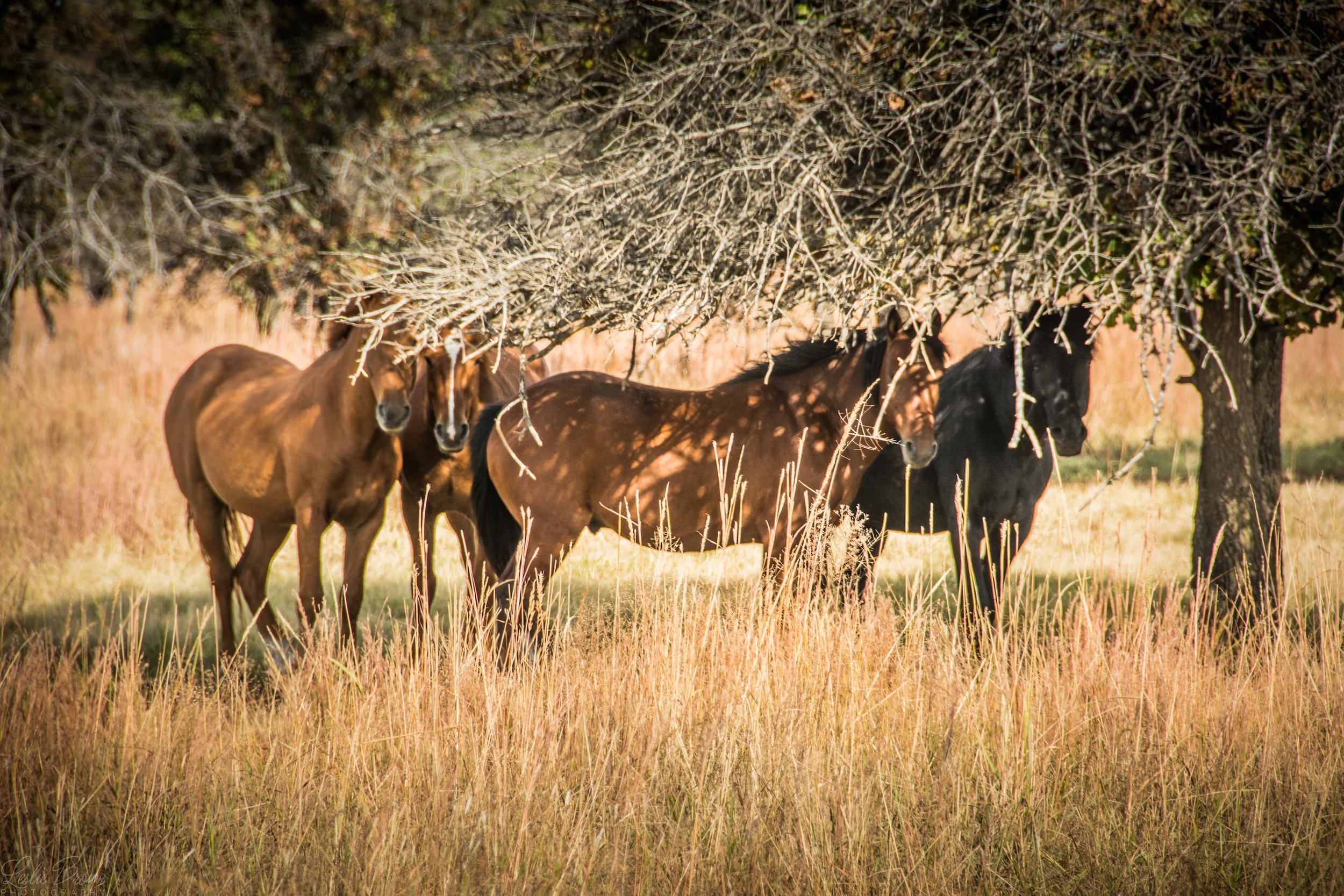 WildMustangs-18.jpg