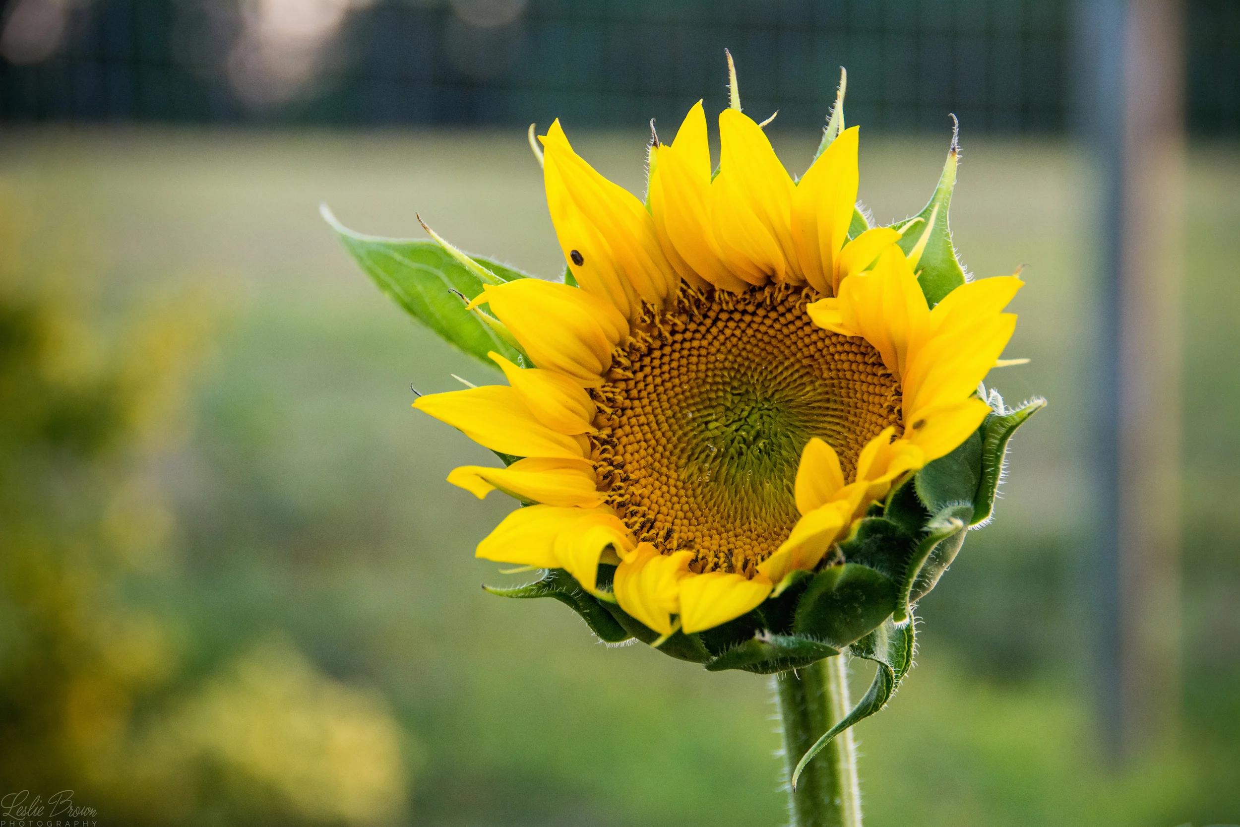 StoneFarm-5.jpg