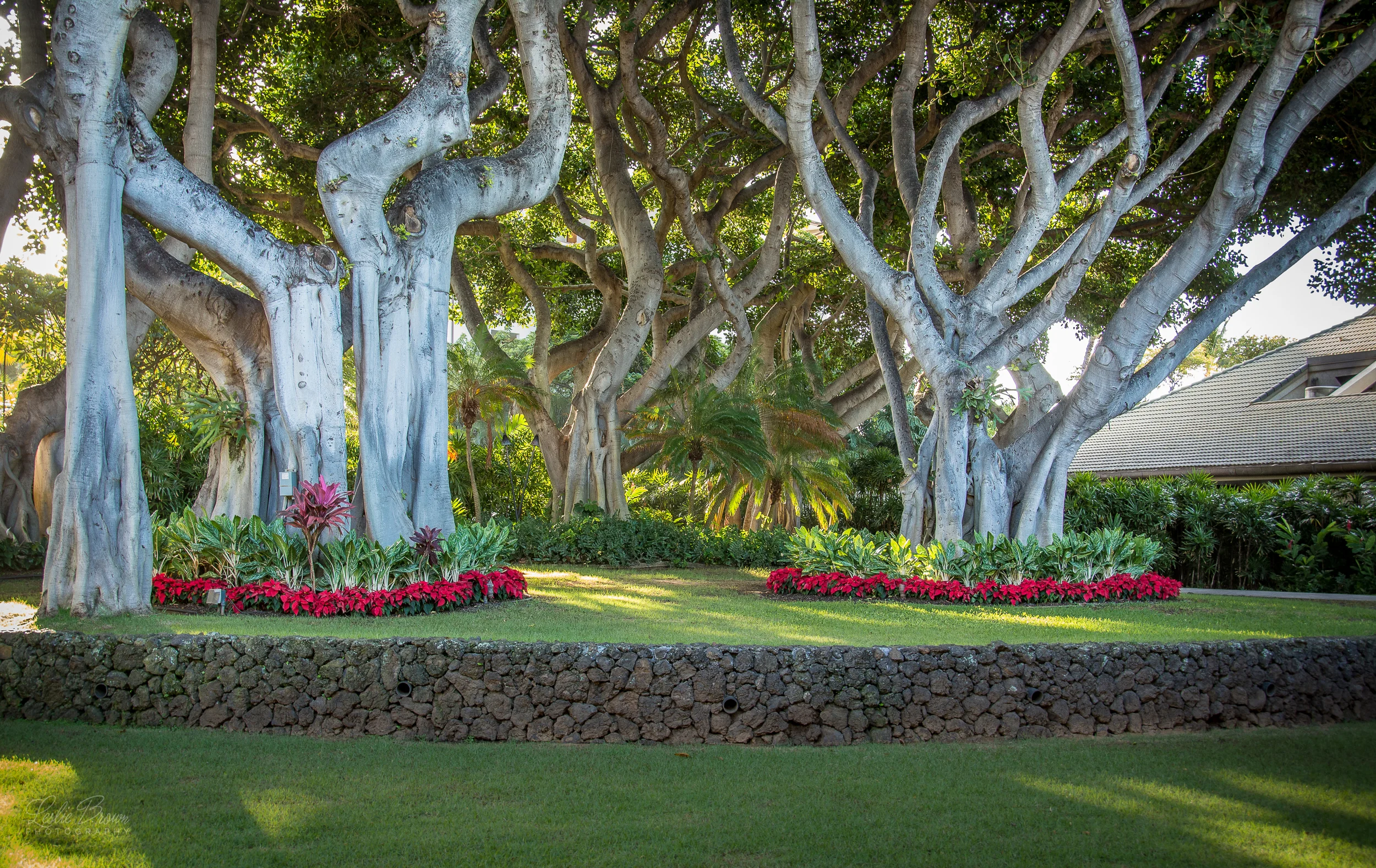 MauiWailea-5.jpg