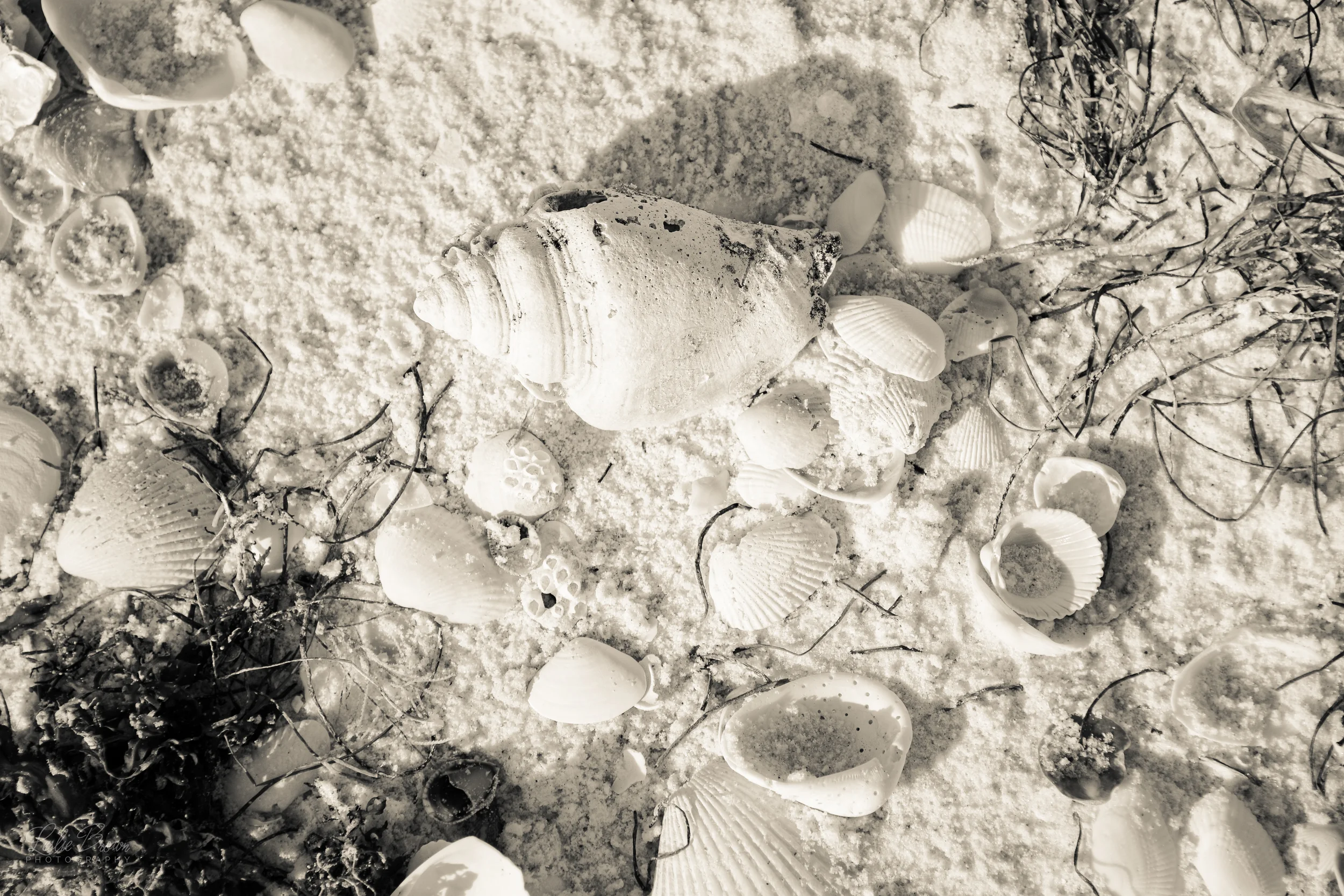 Lido shells.jpg