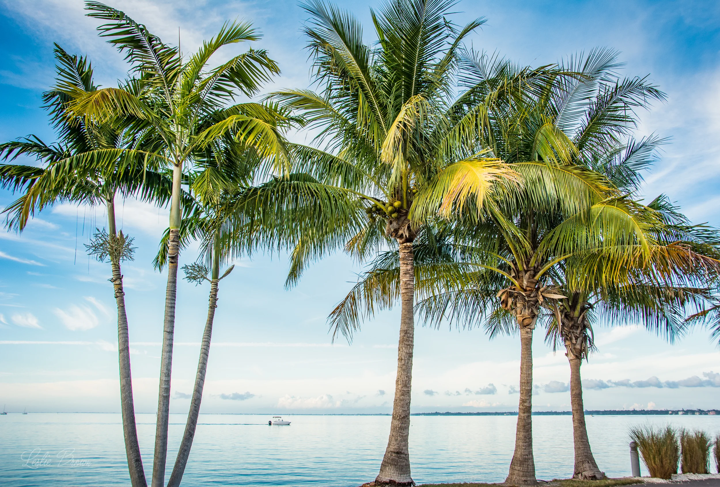 BayPalms.jpg