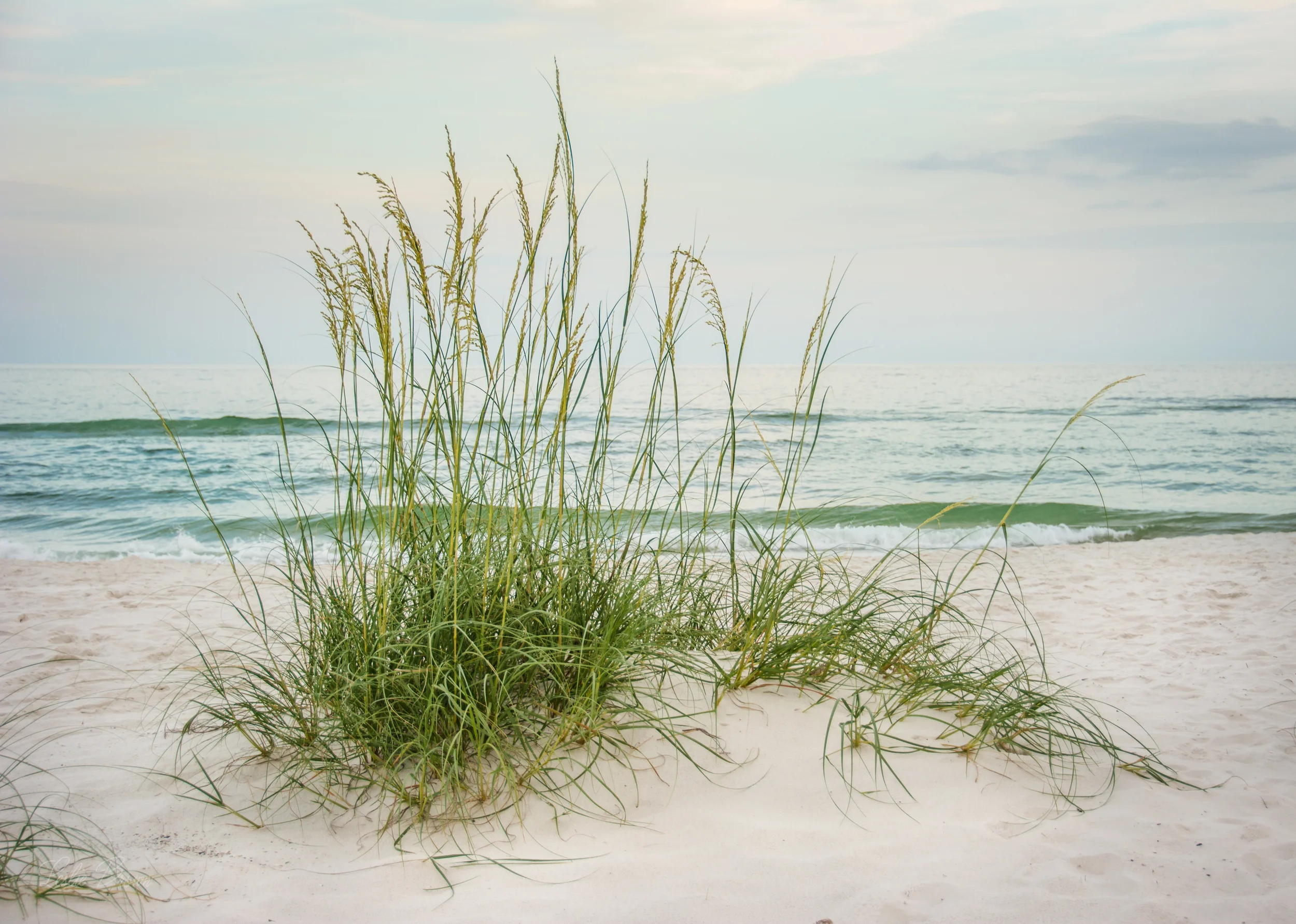 Perdido_June2016-8384.jpg
