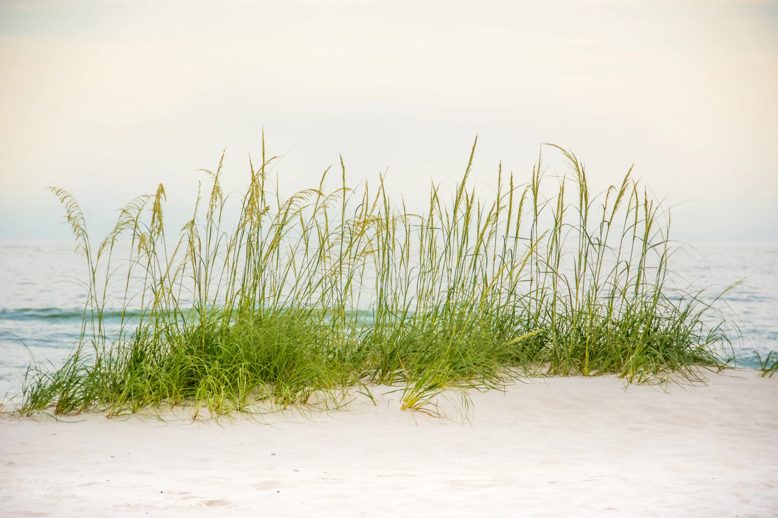 PerdidoSeaoats_June2016-8379.jpg