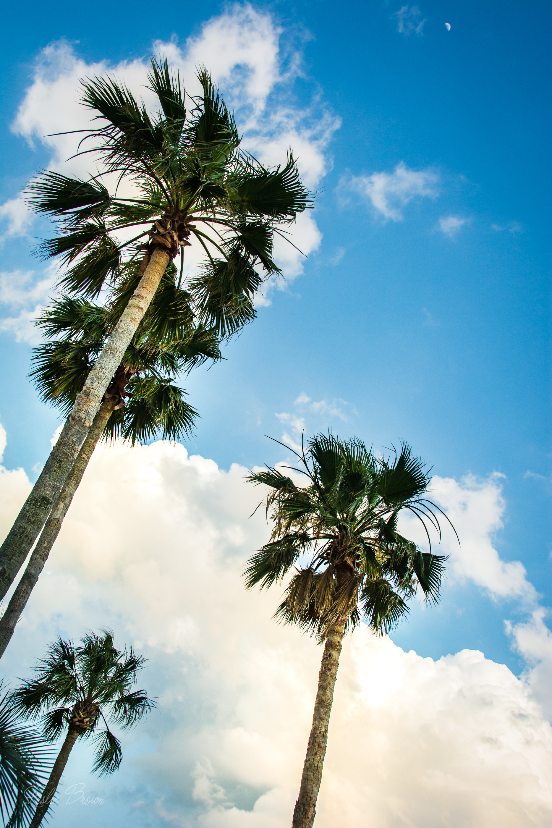 SSS Images-7373.jpg