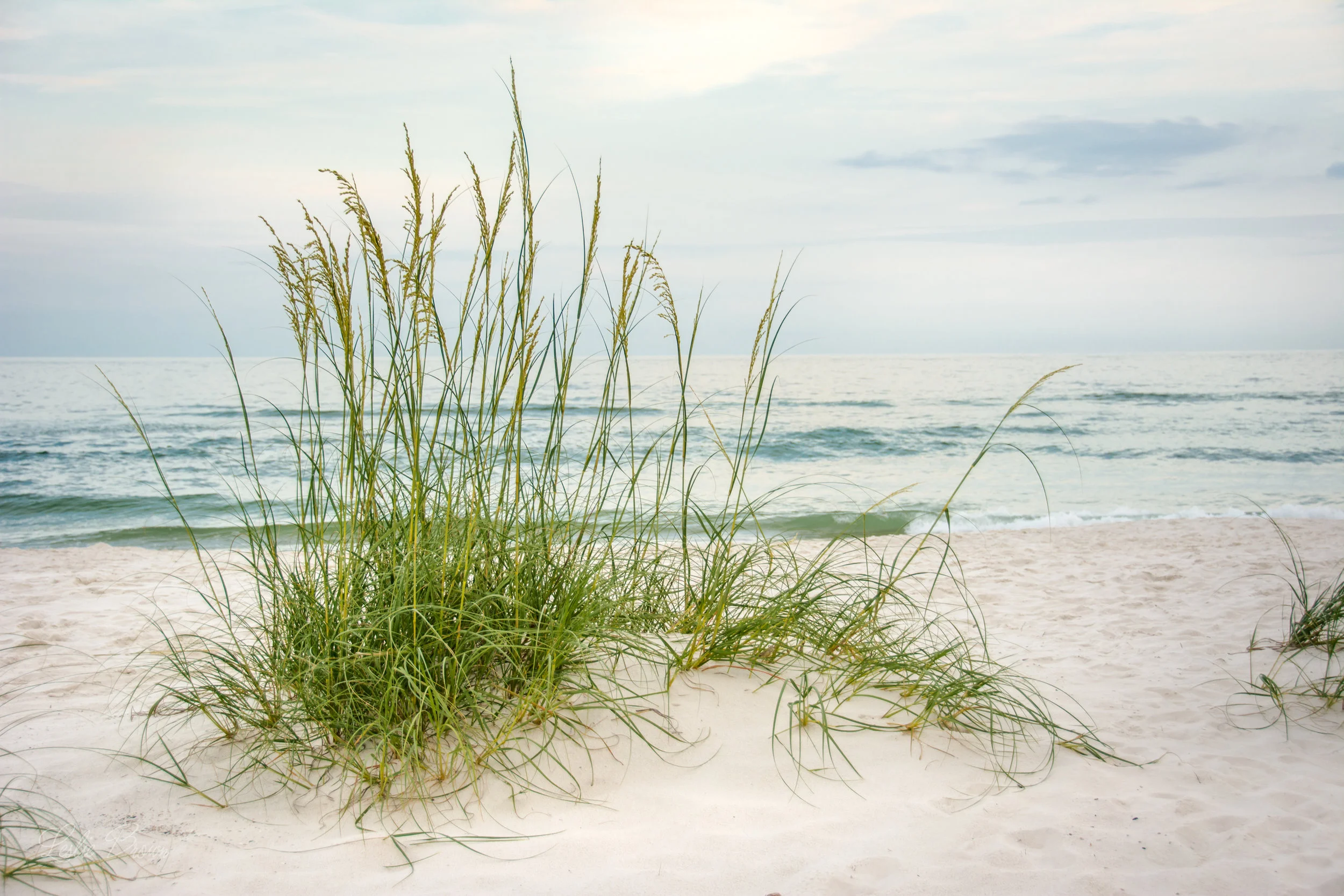Perdido_June2016-8383.jpg