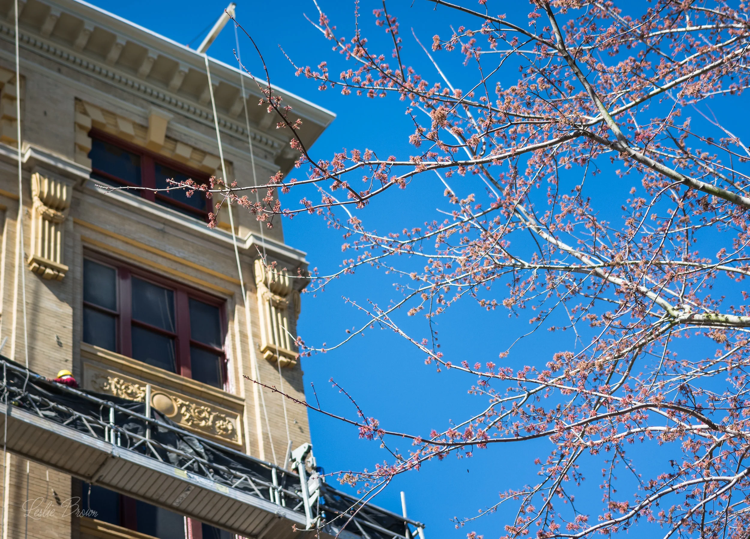 BrentBuildingPalafox_Jan2017-9925.jpg