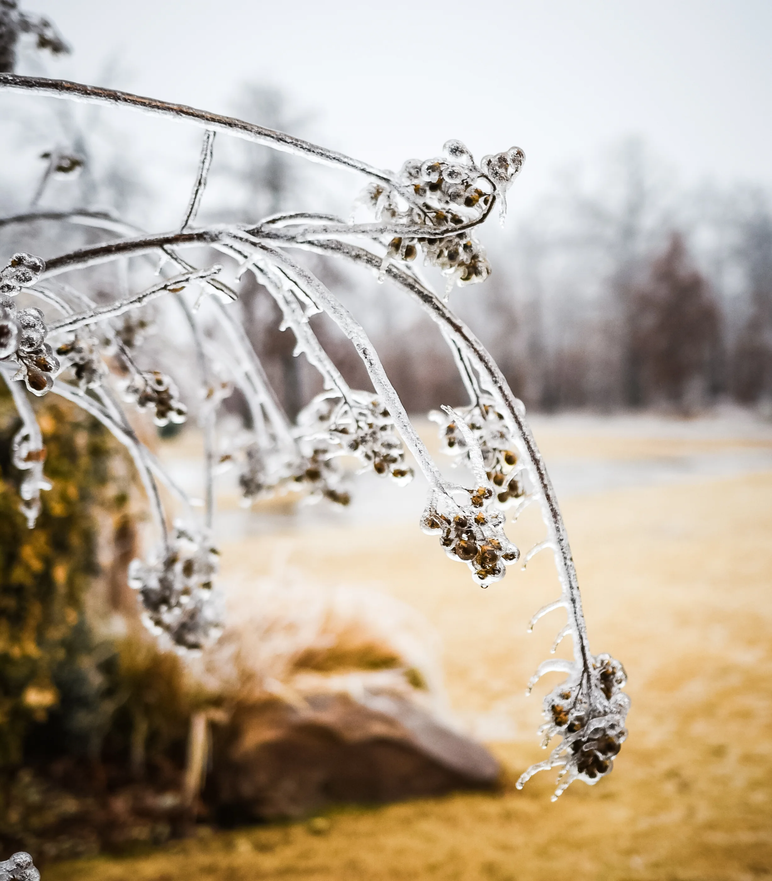 IceStormSkiatookOK_Jan2017-2487.jpg