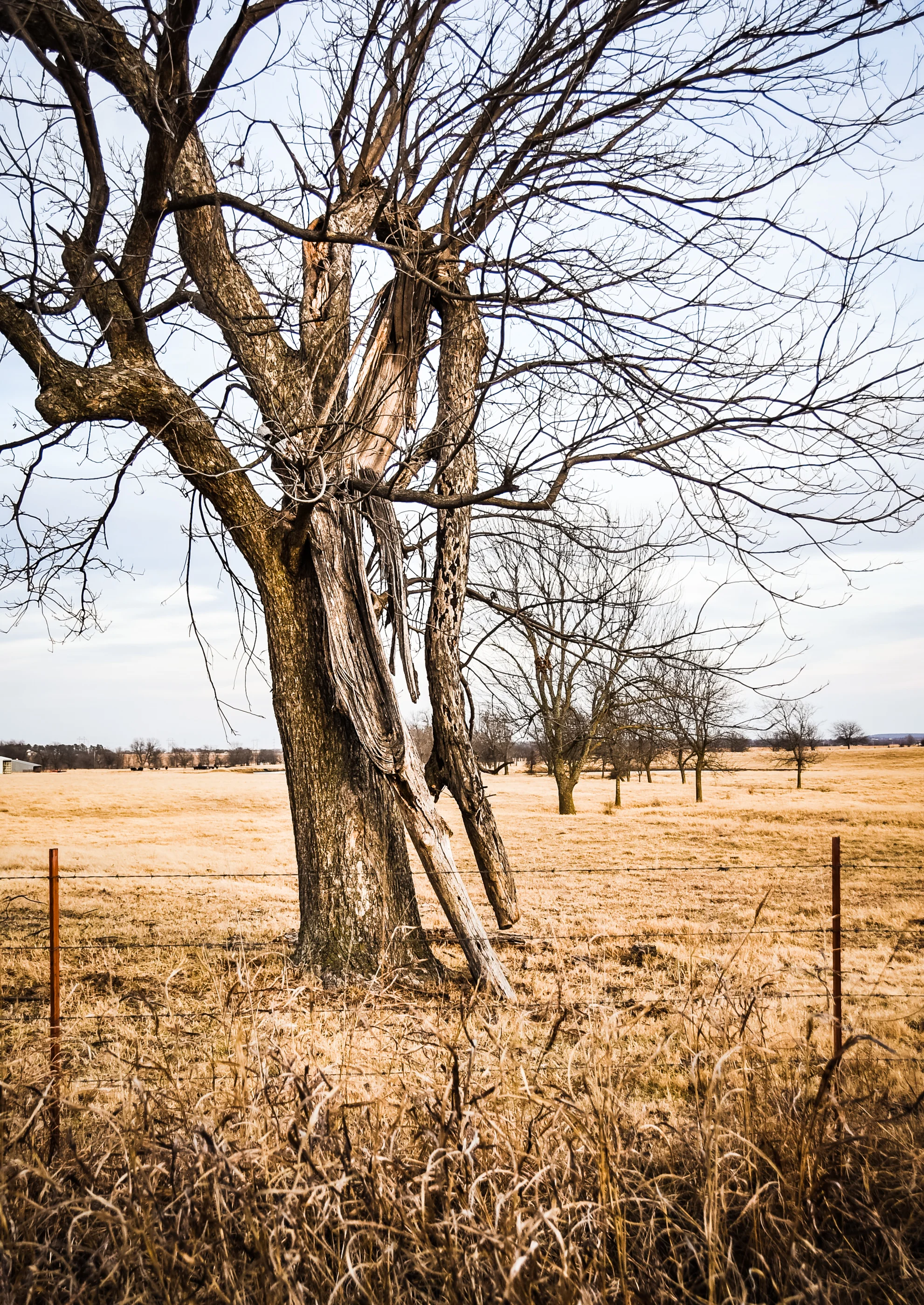 Oklahoma_Jan2017-2389.jpg