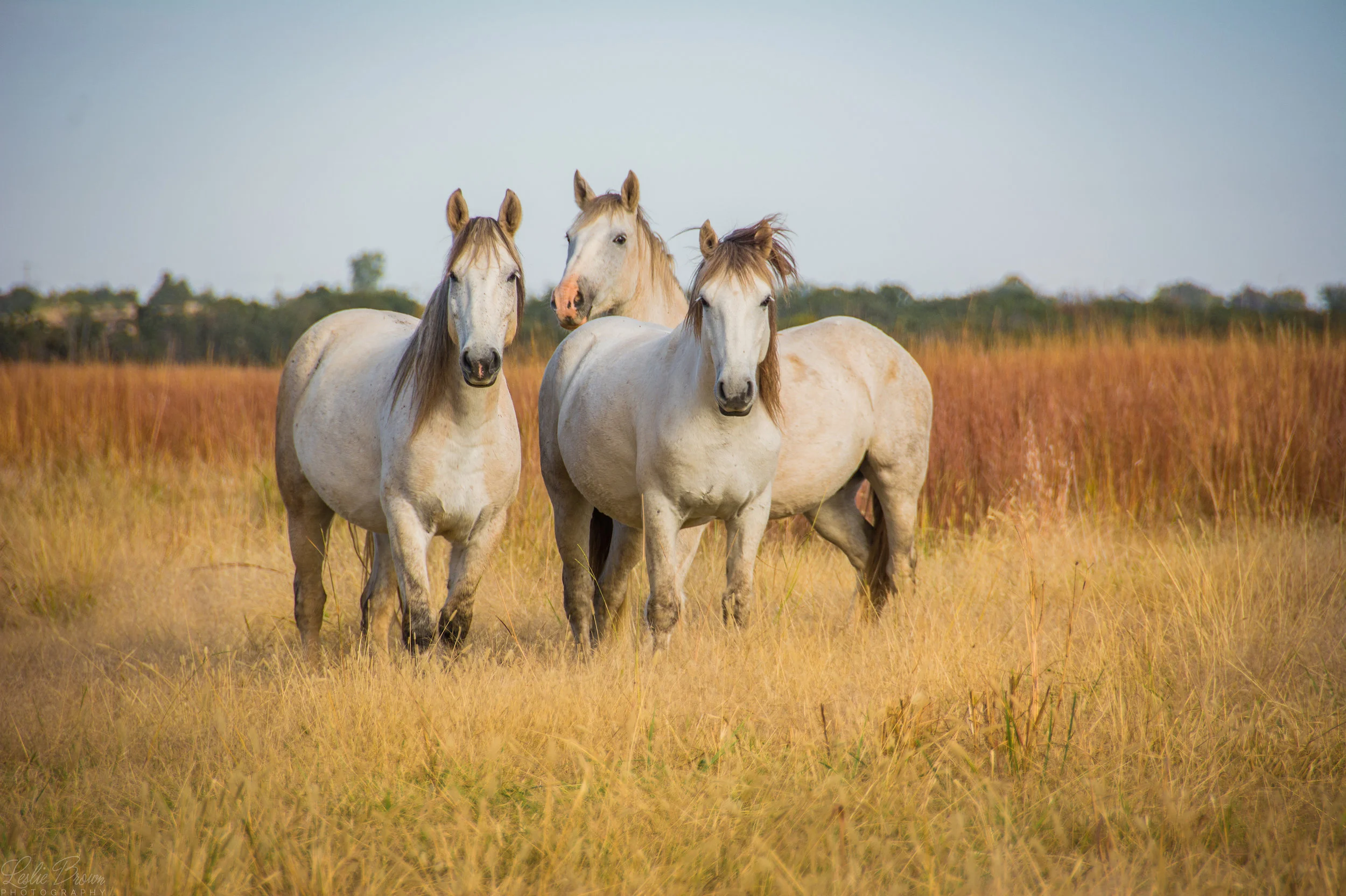 WildMustangs-6.jpg