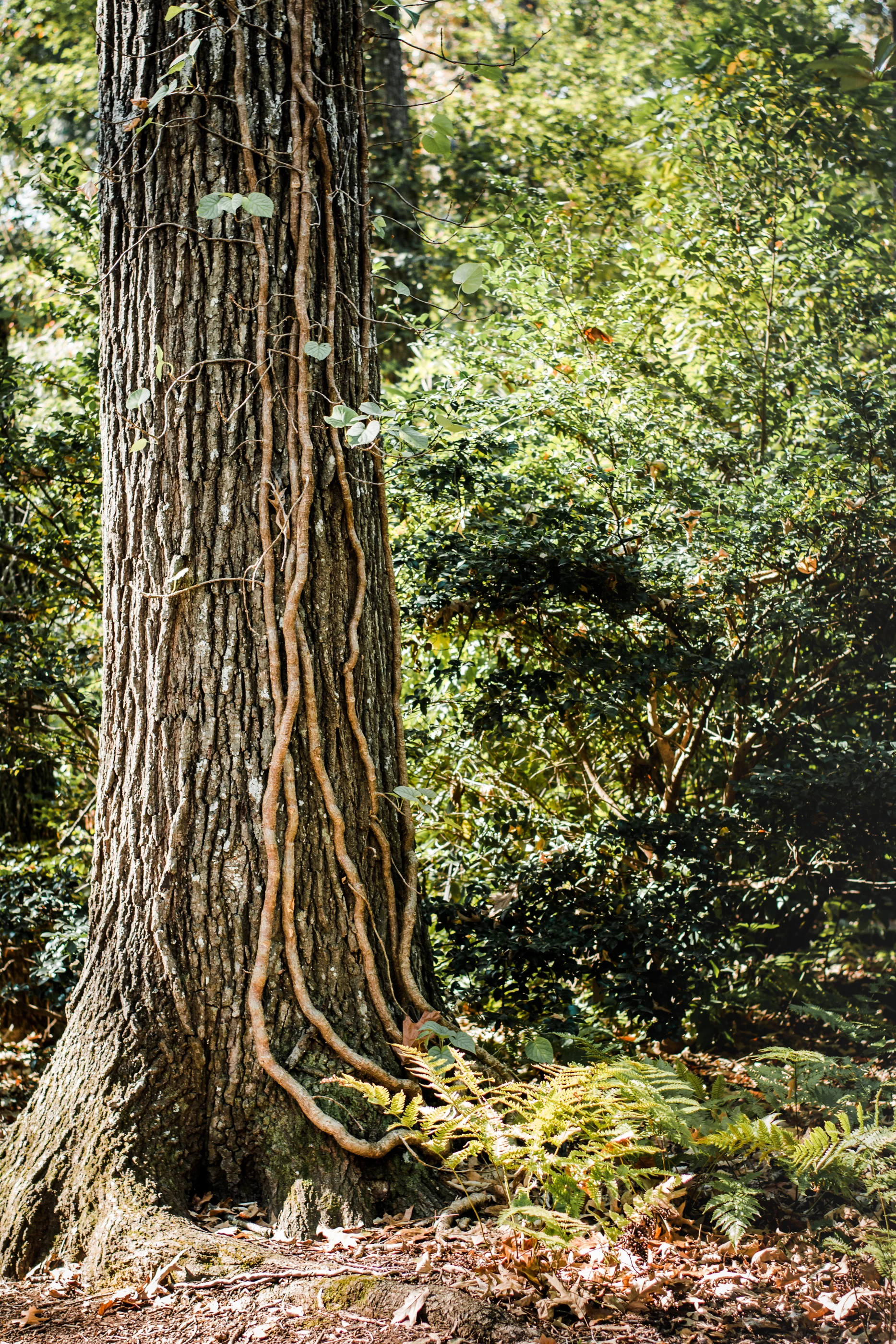 TreeBirminghamBG-6184.jpg