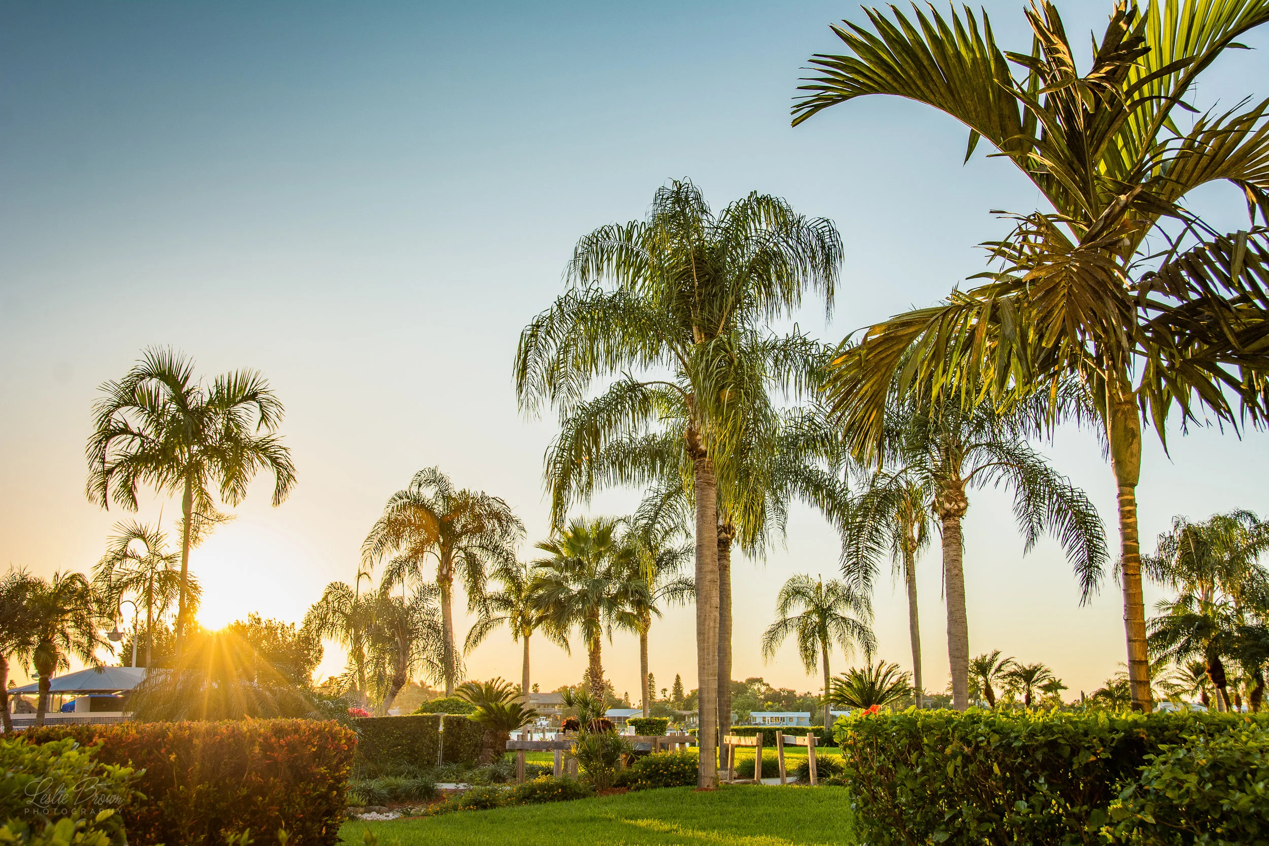 GrassyPalmSunset.jpg
