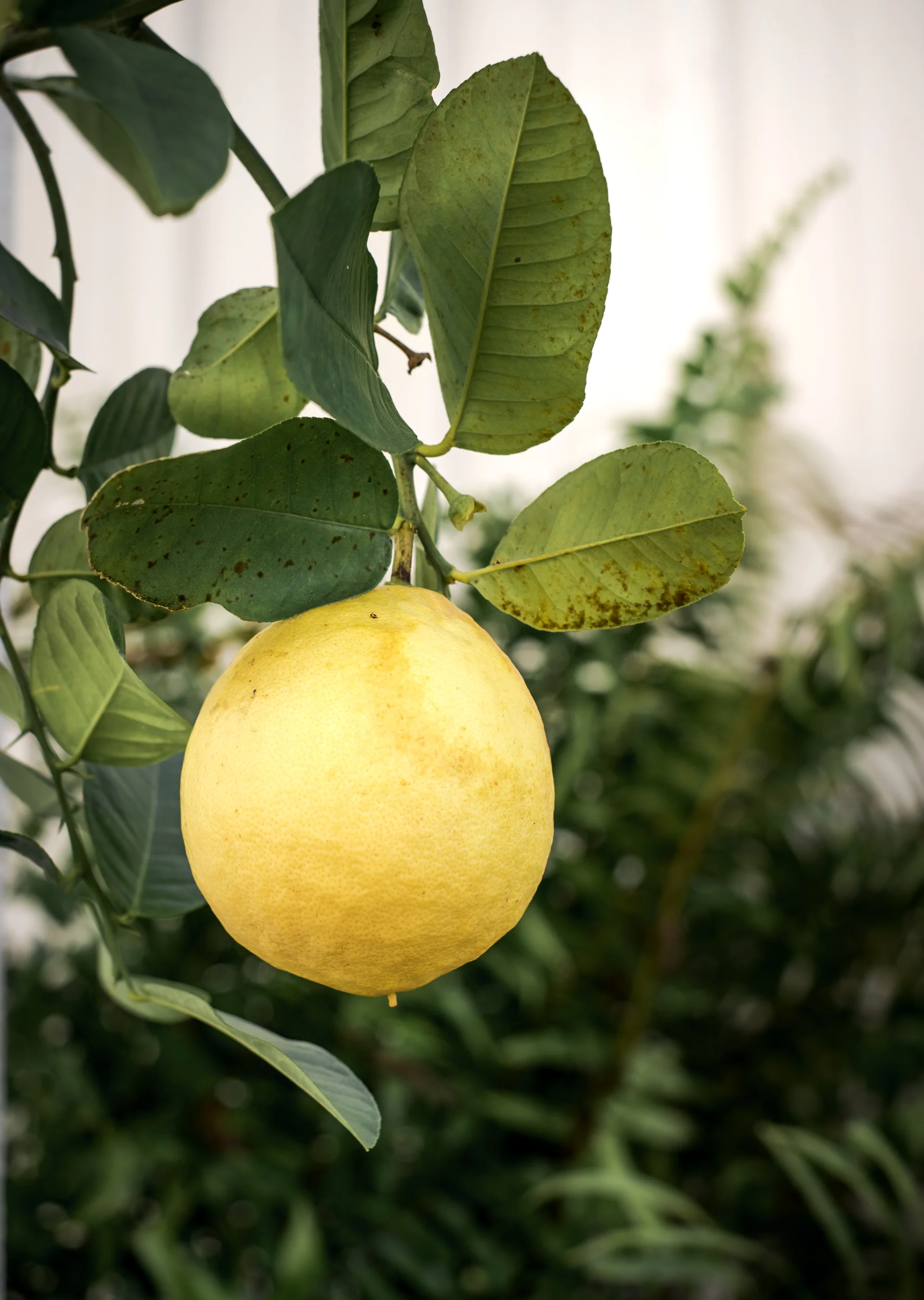 Lemon-0675.jpg