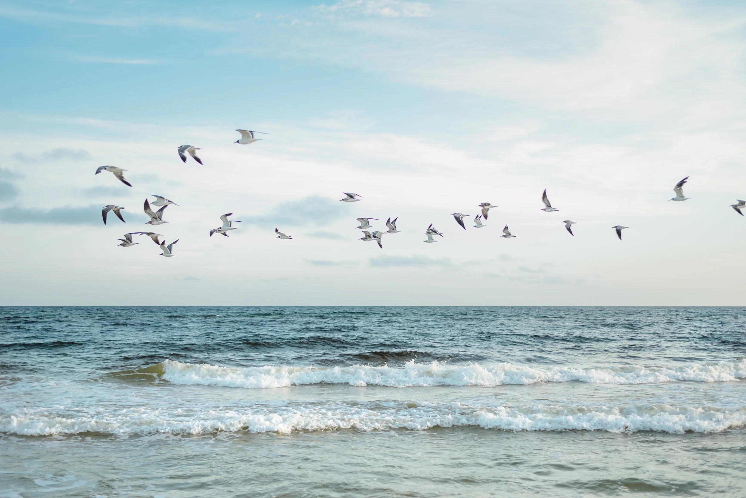 SeagullsBeachAug2017-0114.jpg