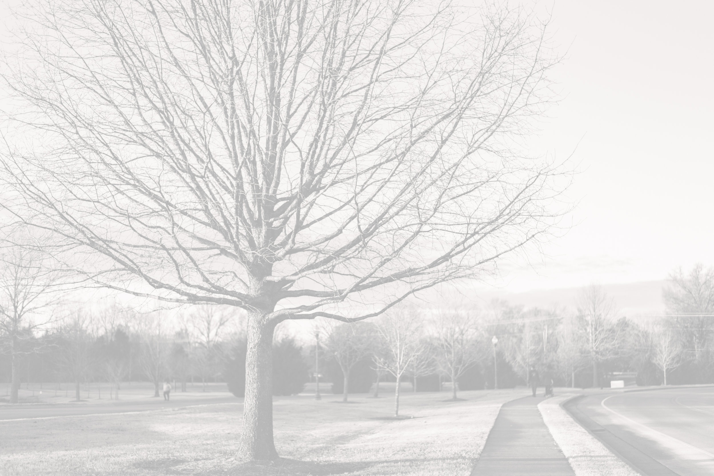 Tree Fade in the Park Winter 2018-.jpg