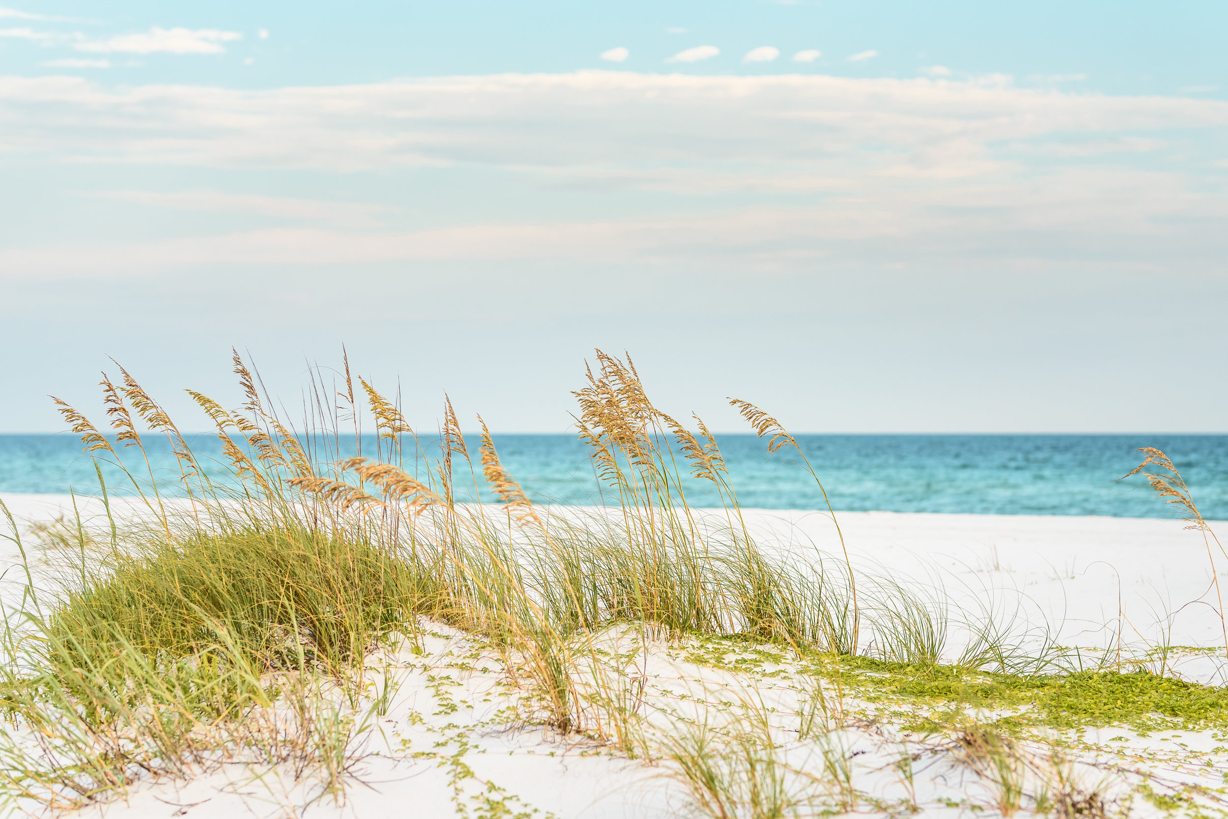 NavarreSeaoats_32x48-4385.jpg