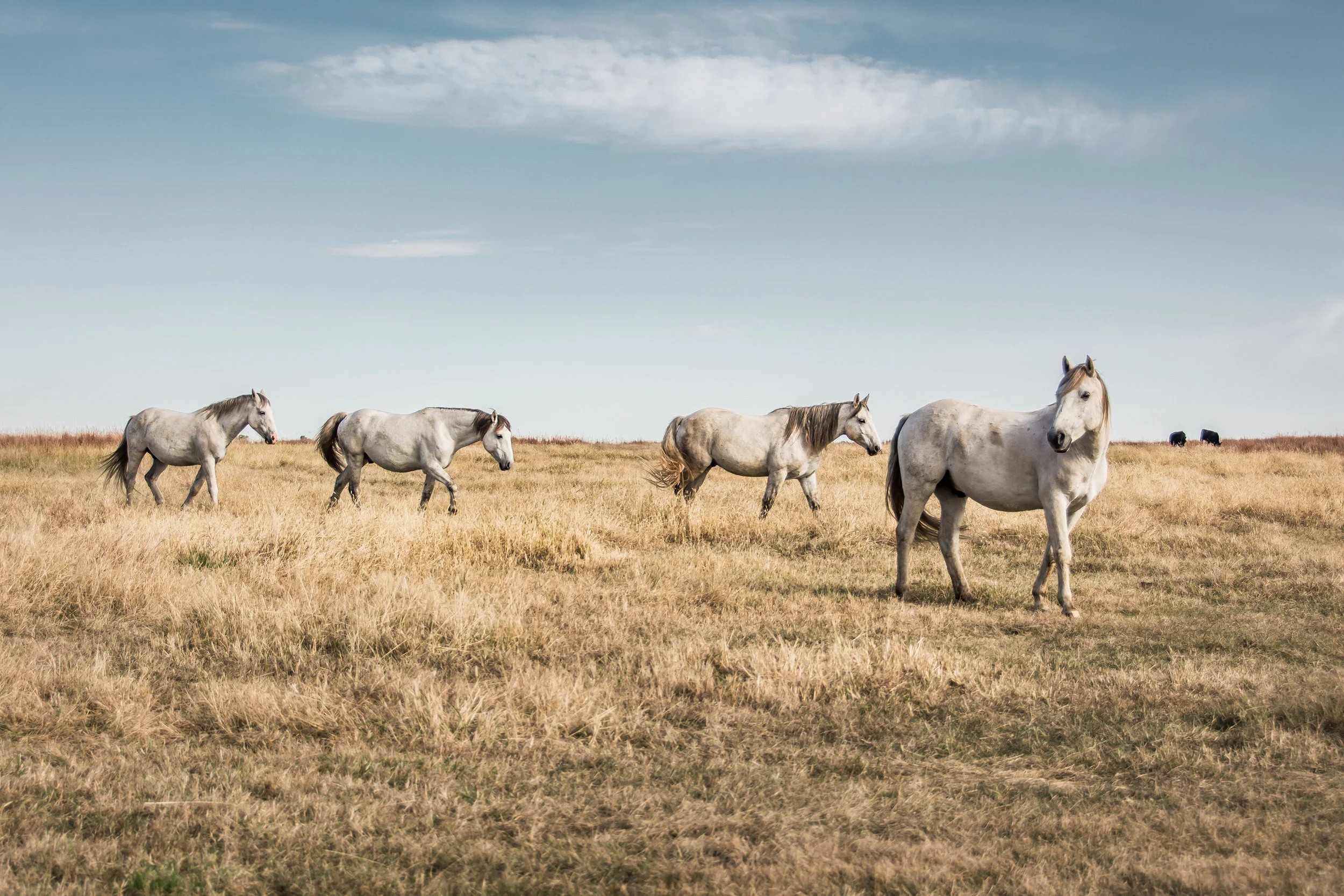 WildMustangs_OK-0990.jpg