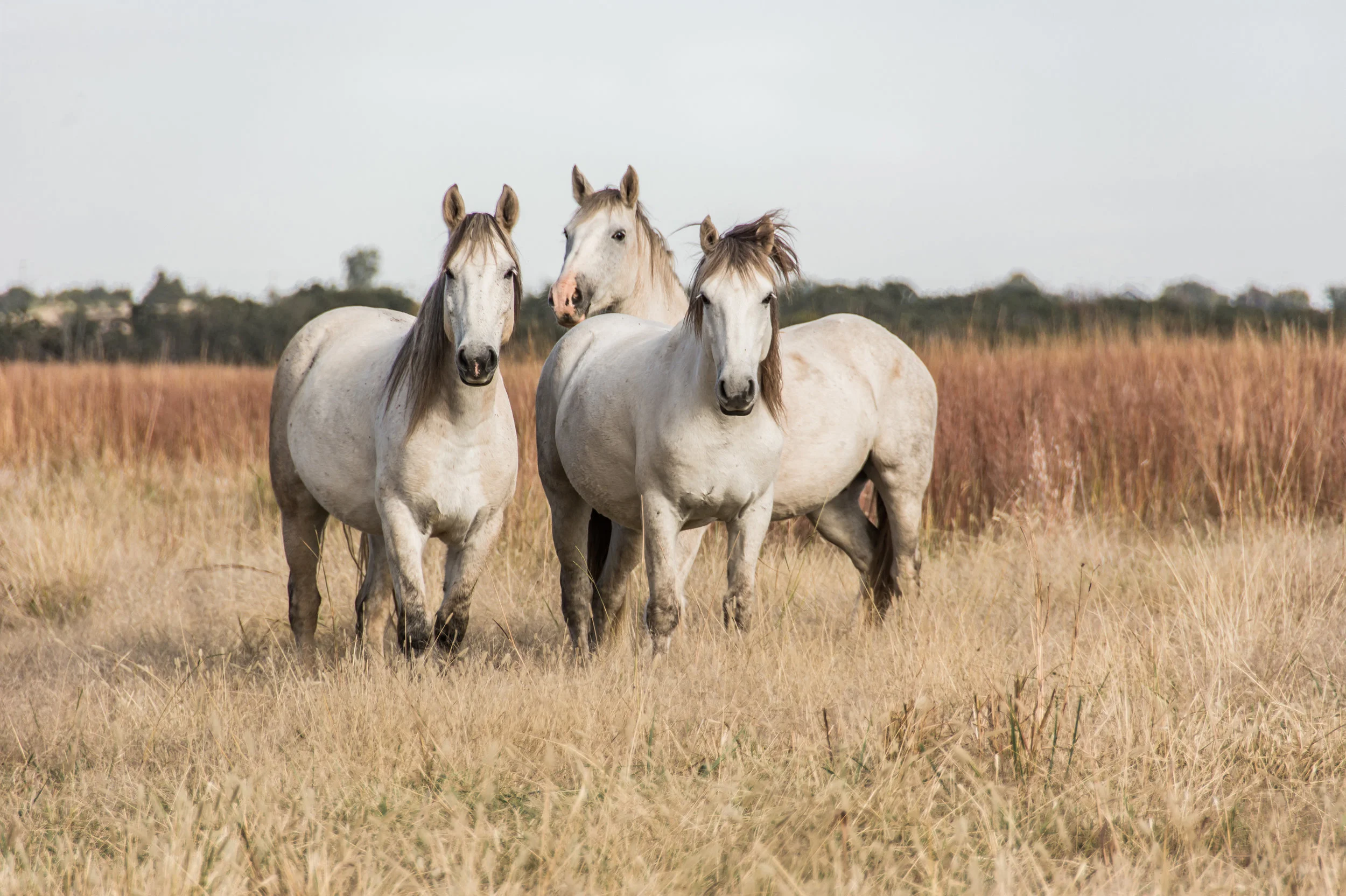 WildMustangs_OK-0983.jpg