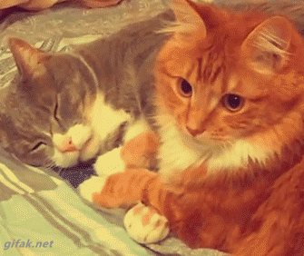 hug.gif
