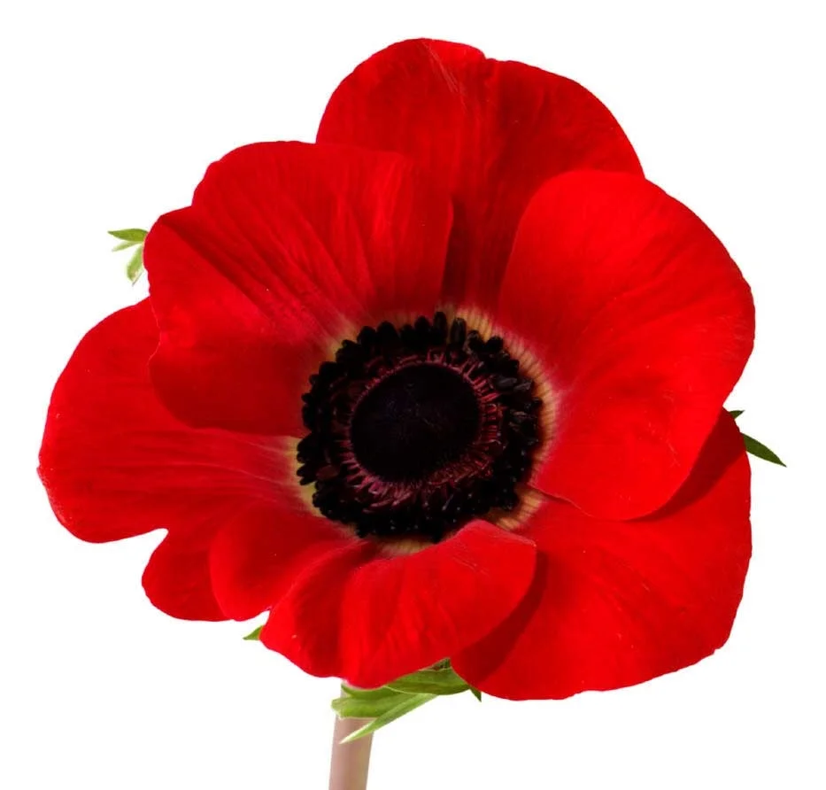 poppy2.jpg