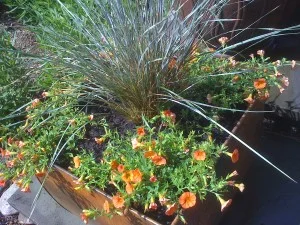 pot-300x225.jpg