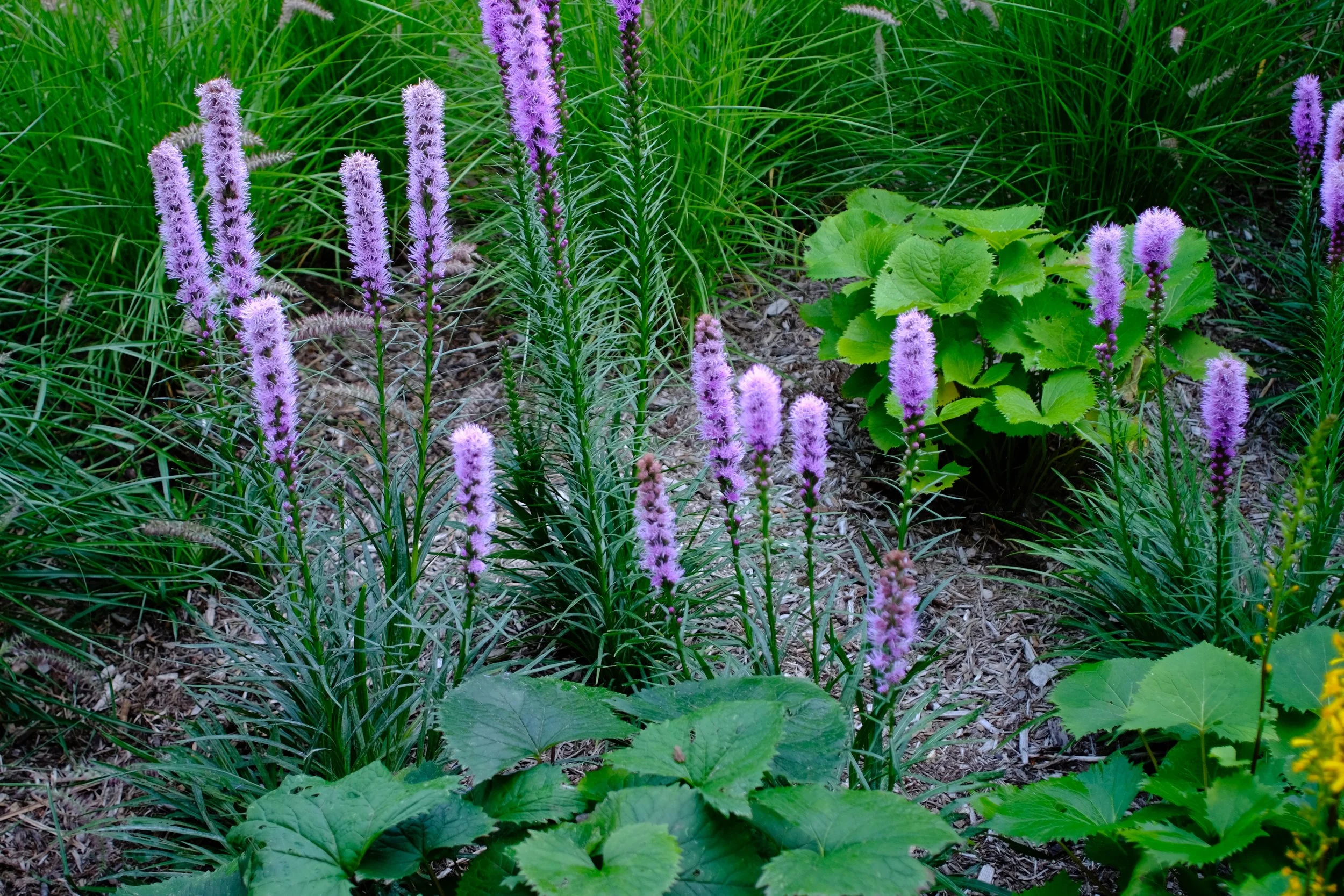 _DSF7809.jpg
