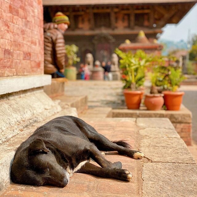 Temple views and friendly wee beasties. .
.
.
.
.
#nepal #nepaladventures #dogsofnepal #explorenepal #nepalonfoot #travelgram #instagood #instatravel #pupstagram #exploremore #nofilter #shotoniphone11promax #traveldiaries #delhitokathmandu #panauti #