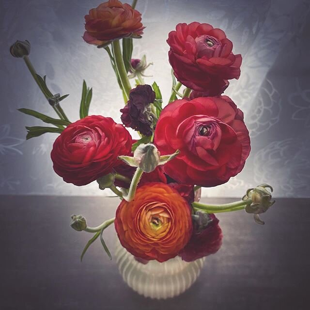 Isolation Creation part deux...playing with light...and dying ranunculus. .
.
.
.
.
#isolationcreation #stayhome #quarantine #quarantinelife #quarantinecrafts #flowersofinstagram #stilllife #stilllifephotography #instagood #rananculus #spring #spring