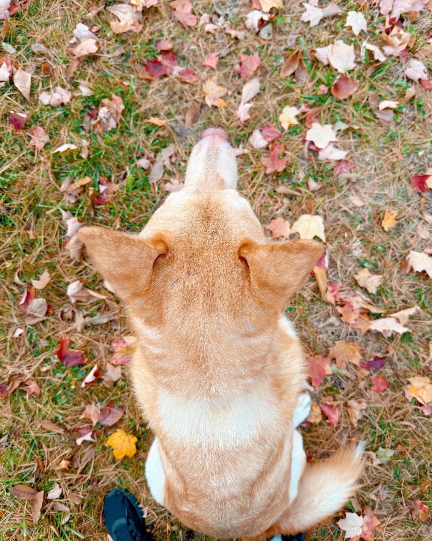 Good Boy adventures | October 2024