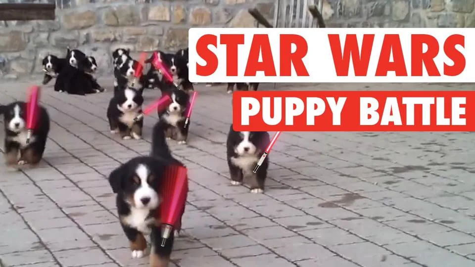 Adoption Event! May the 4th be with you!